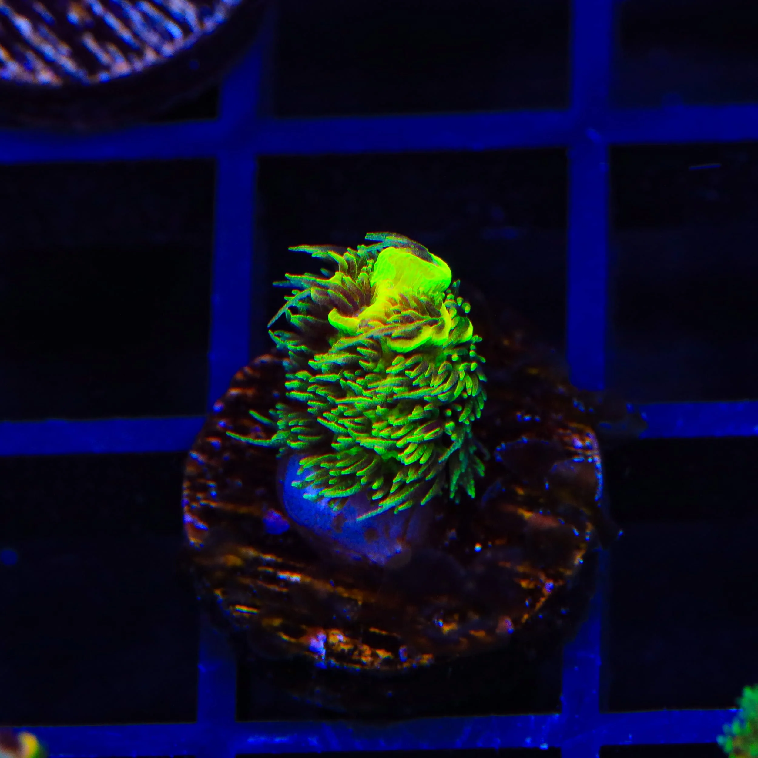TSA Nuclear Green Millepora Acropora Coral - Image 3