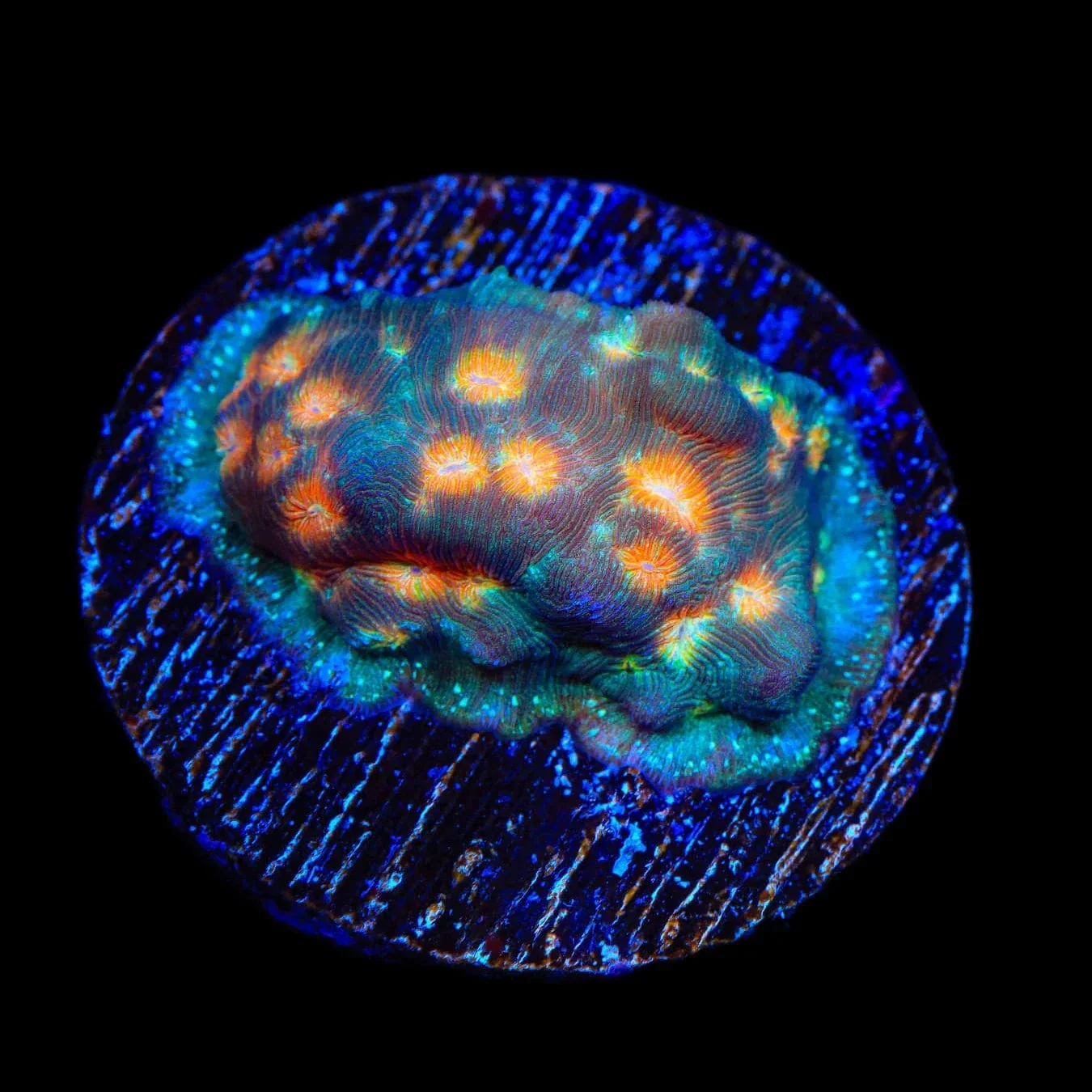TSA Treasure Island Leptoseris Coral - Image 2