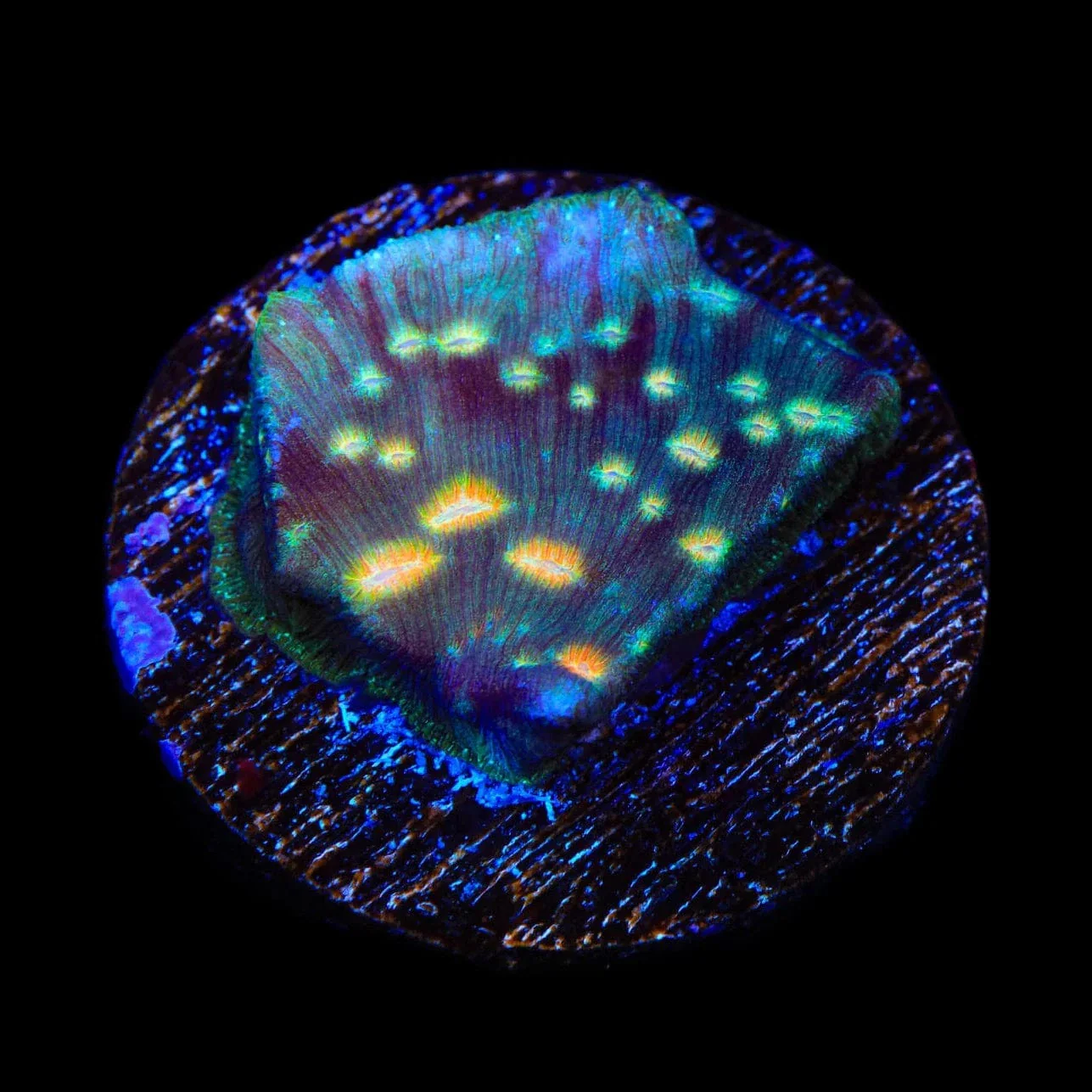 TSA Treasure Island Leptoseris Coral - Image 3