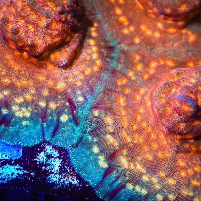TSA Treasure Island Leptoseris Coral - Image 4