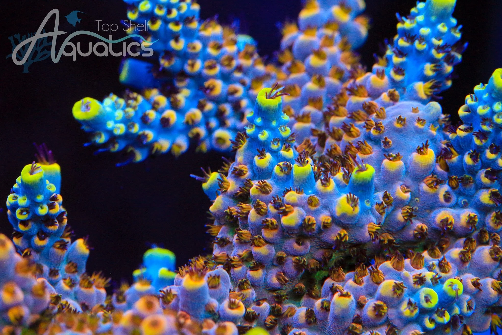 TSA Triple Sec Acropora Coral - Image 2