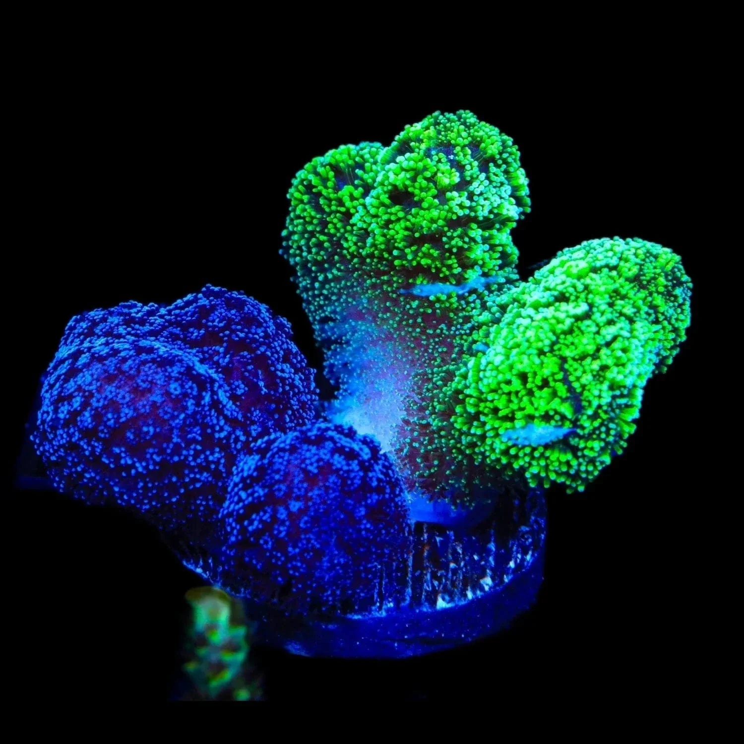 TSA Triple Threat Stylophora Coral - Image 2