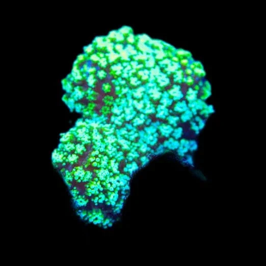 TSA Triple Threat Stylophora Coral - Image 3