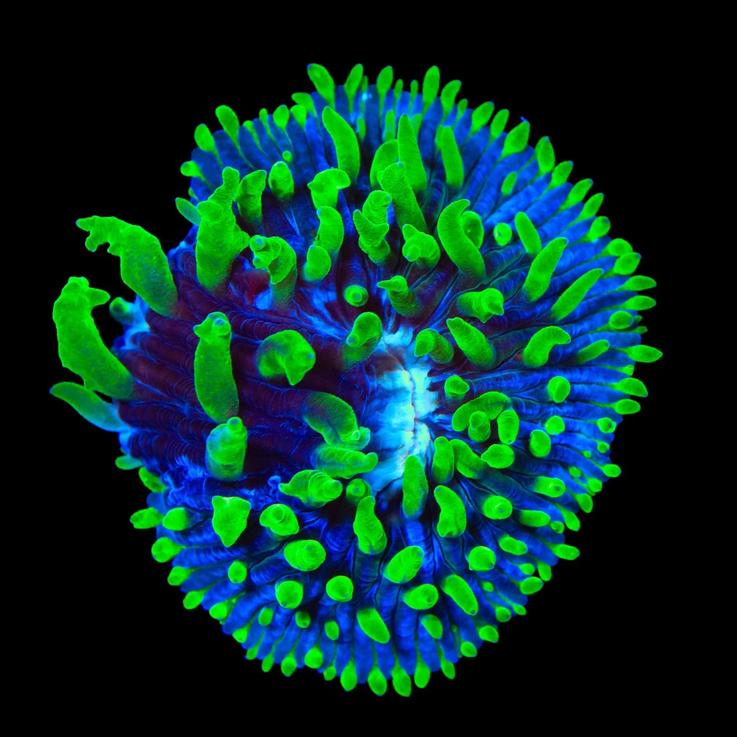 TSA Troll Doll Aquacultured Plate Coral - Image 2