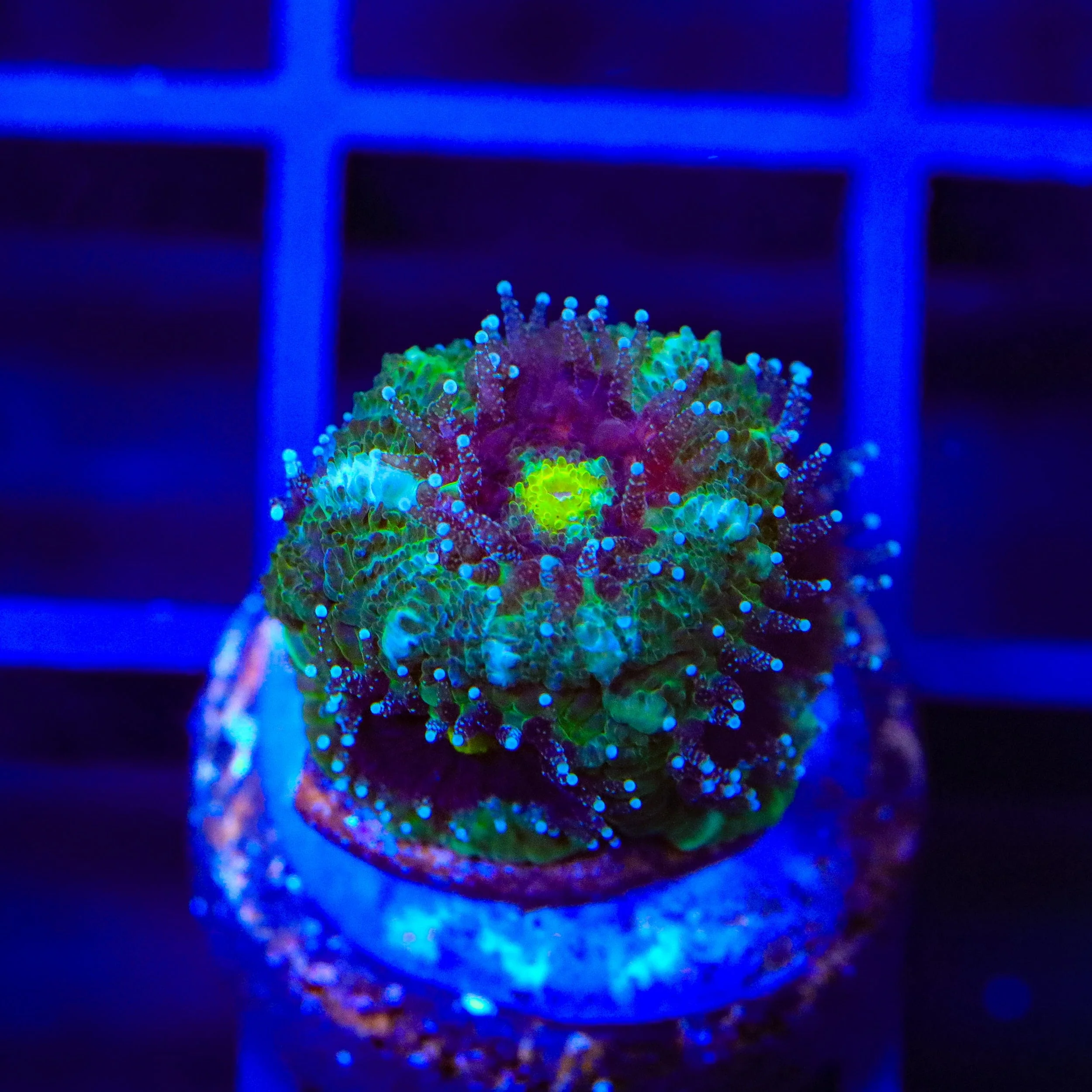 TSA Troll Eye Micromussa Acan Coral - Image 2