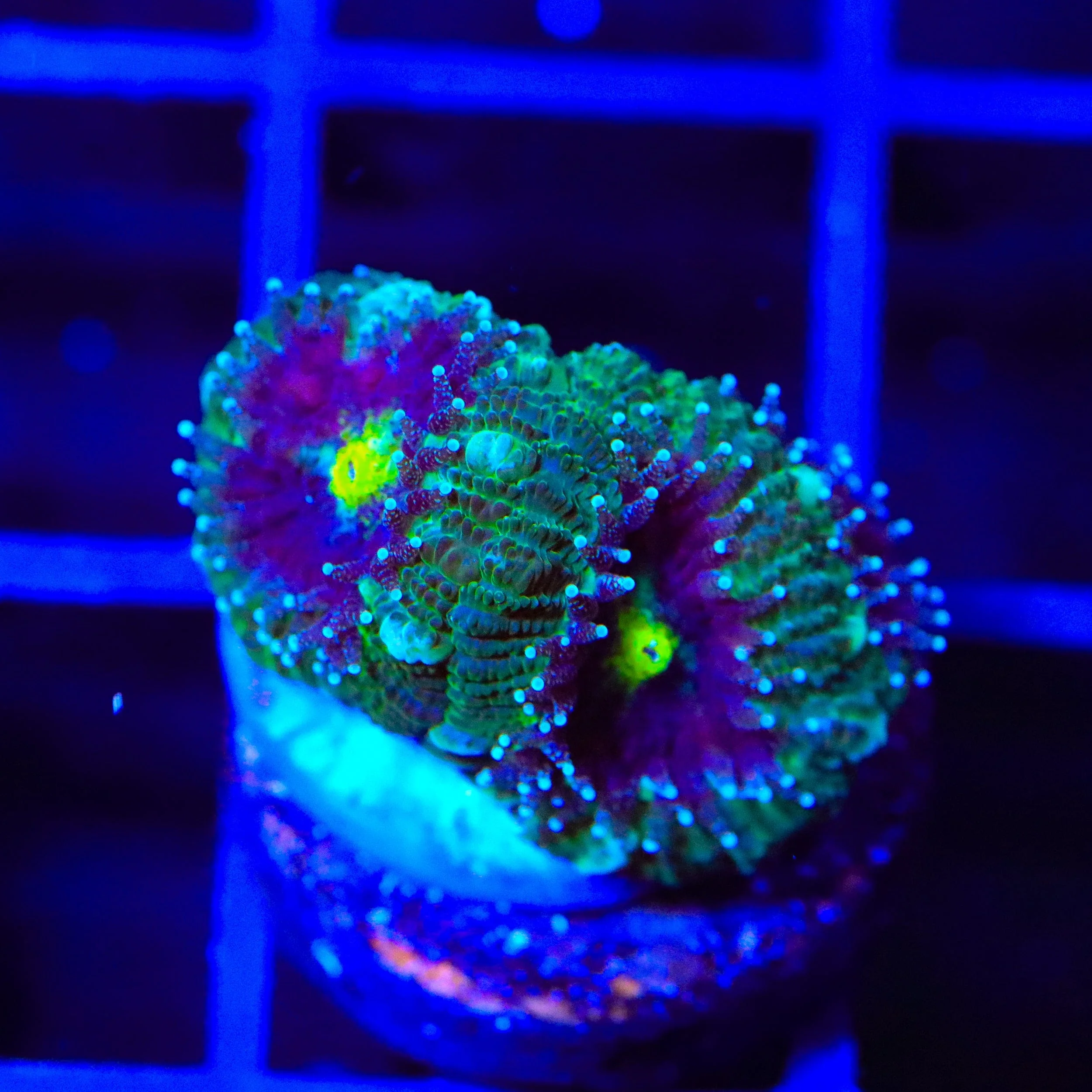 TSA Troll Eye Micromussa Acan Coral - Image 3