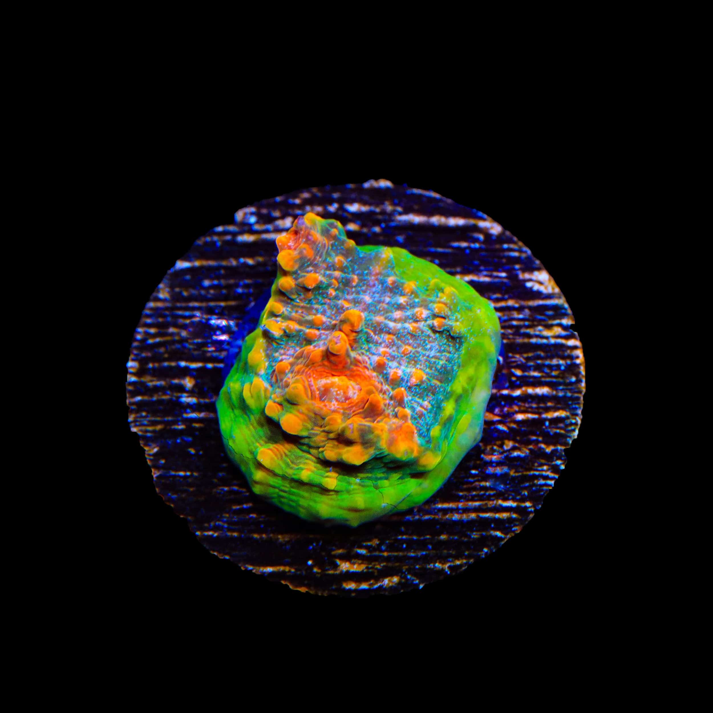 TSA Tropic Thunder Chalice Coral - Image 2