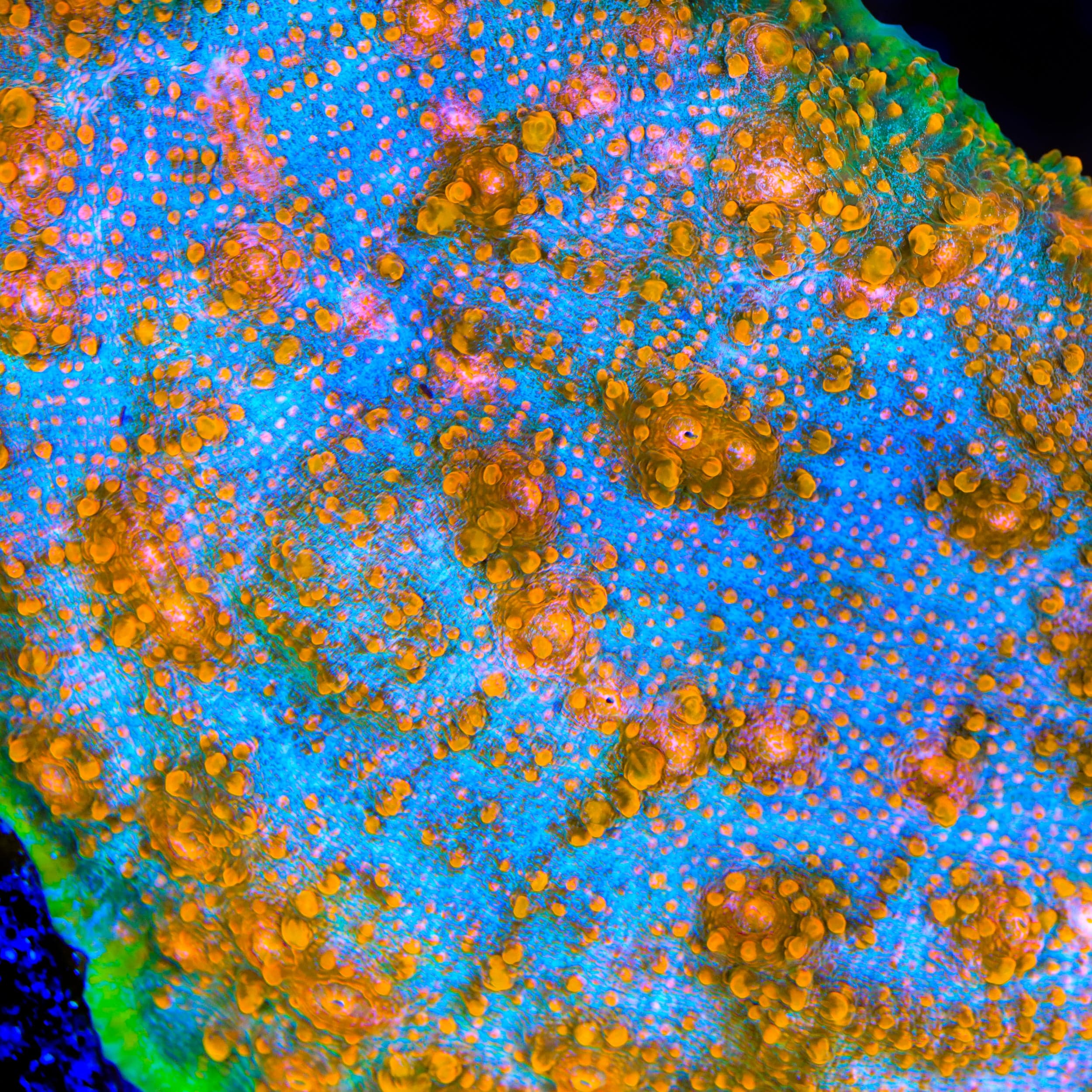 TSA Tropic Thunder Chalice Coral - Image 3
