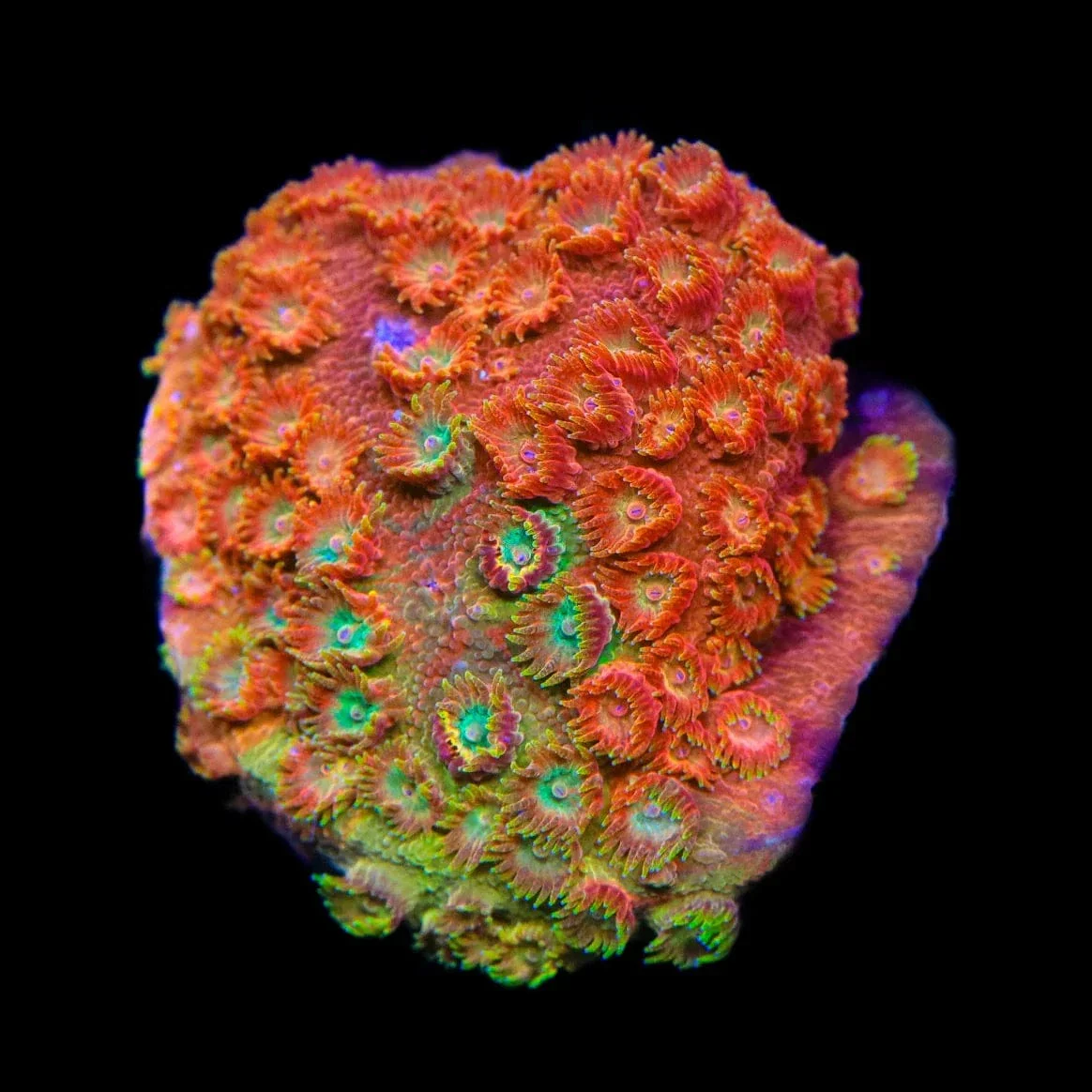 TSA Tropicana Twist Cyphastrea Coral - Image 2