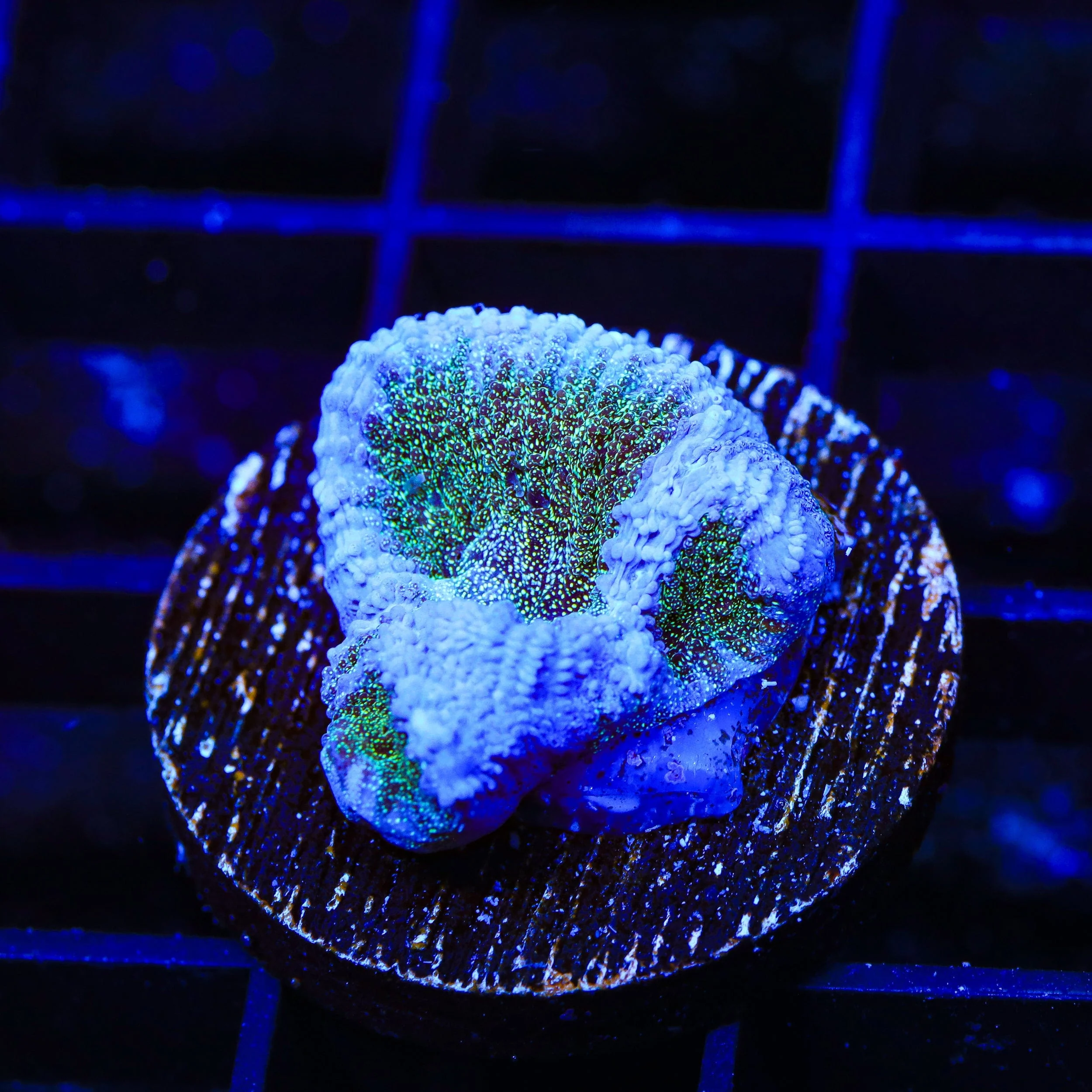 TSA Twinkle Toes Favia Coral - Image 2