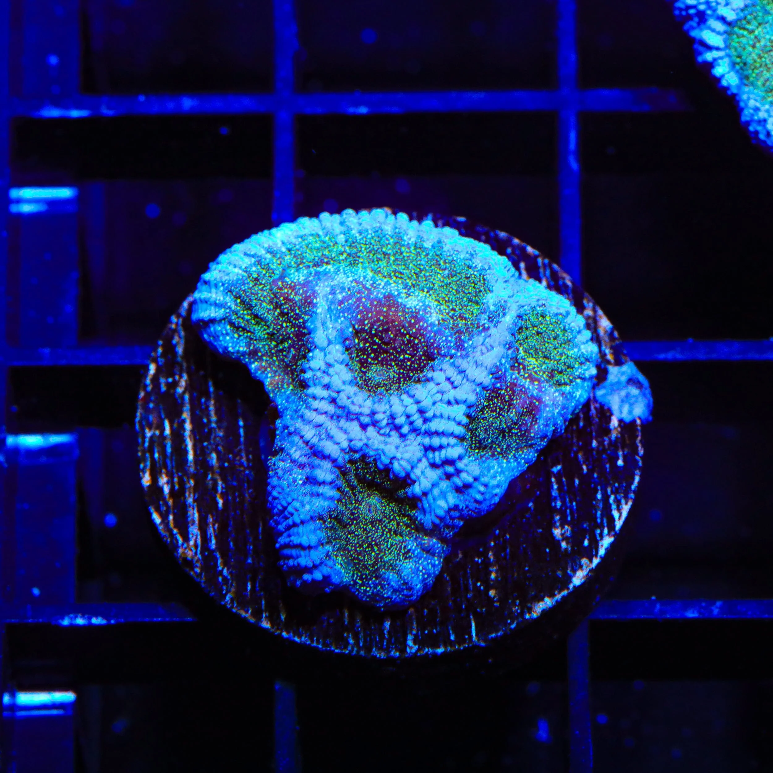 TSA Twinkle Toes Favia Coral - Image 3