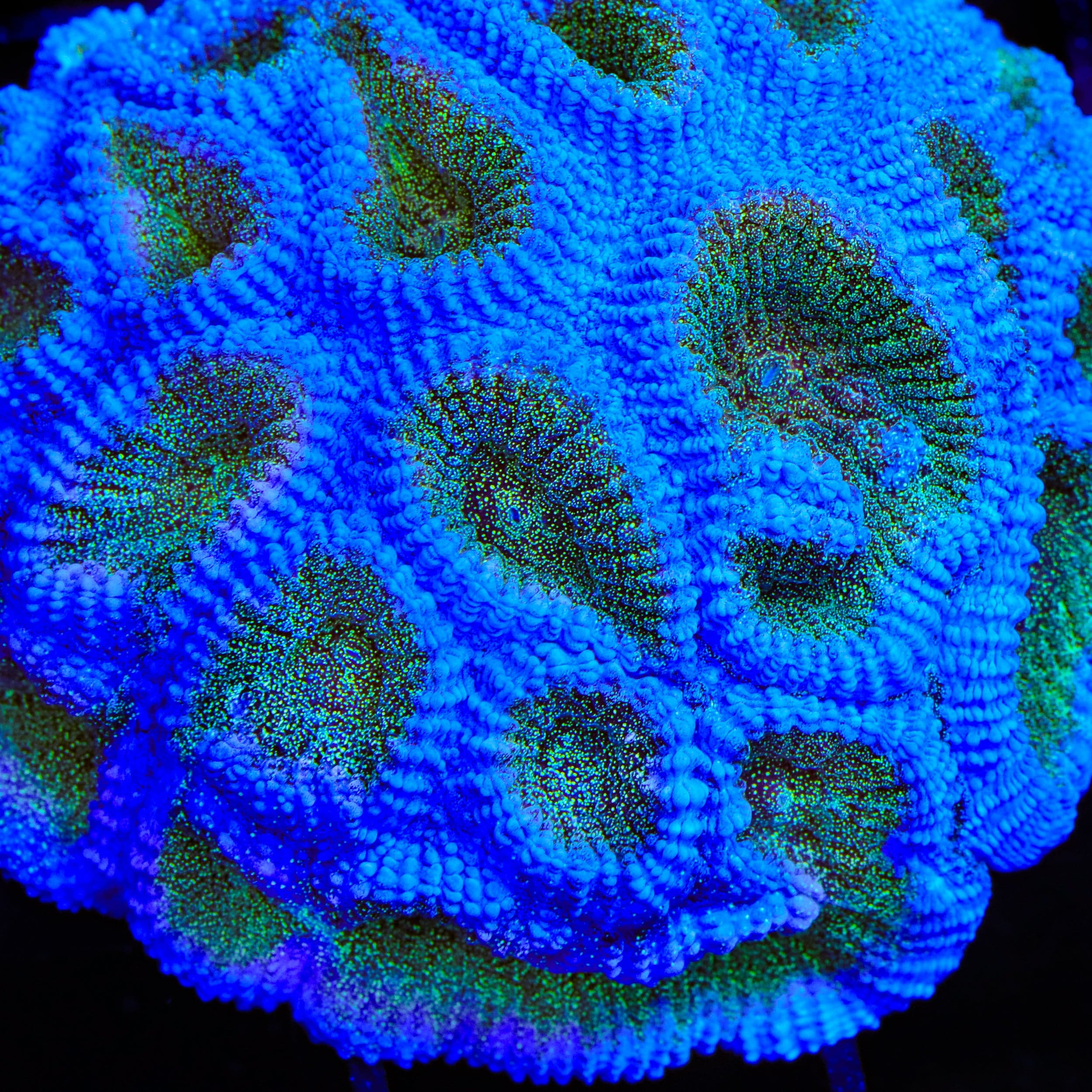 TSA Twinkle Toes Favia Coral - Image 4