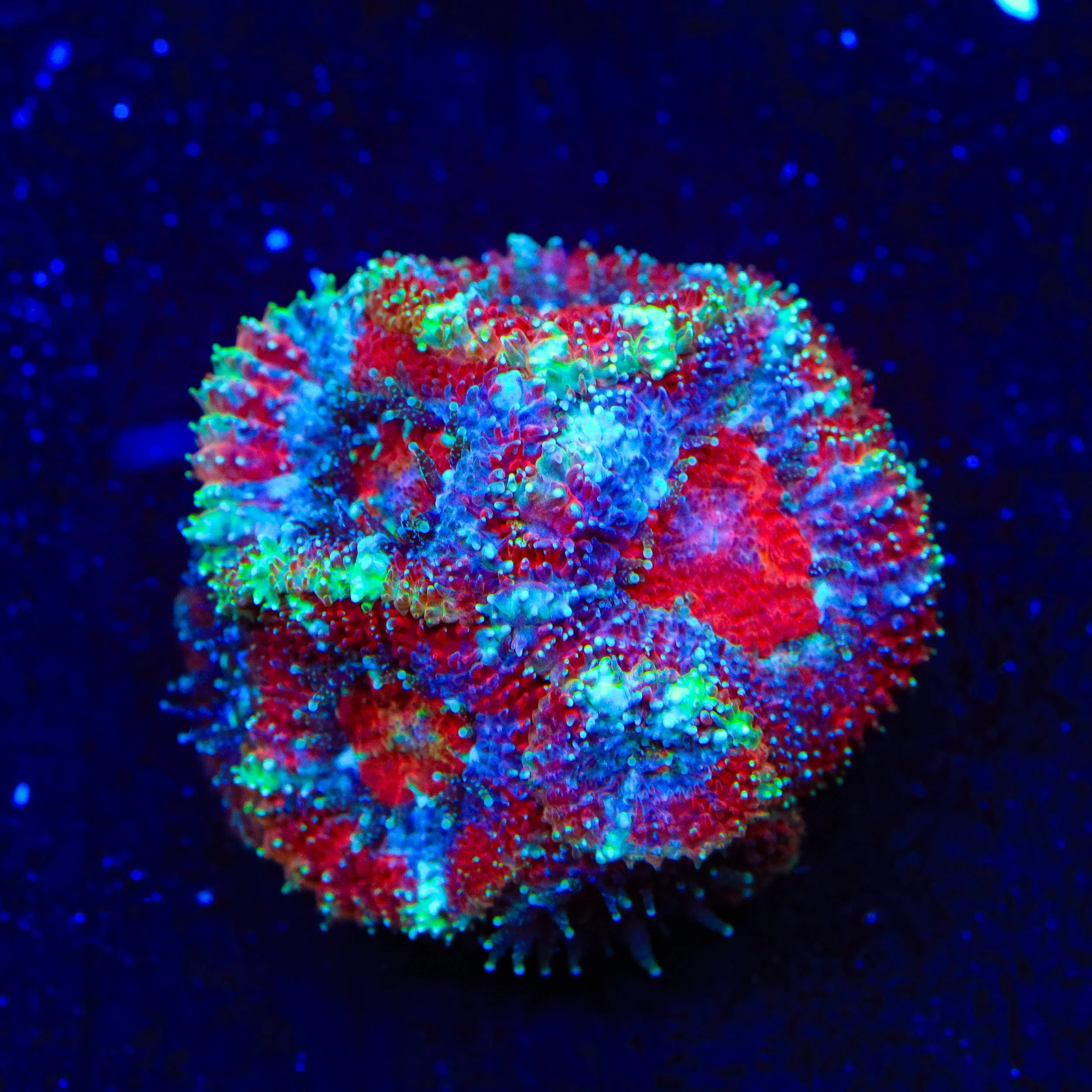 TSA Uncle Sam Micromussa Acan Coral - Image 3