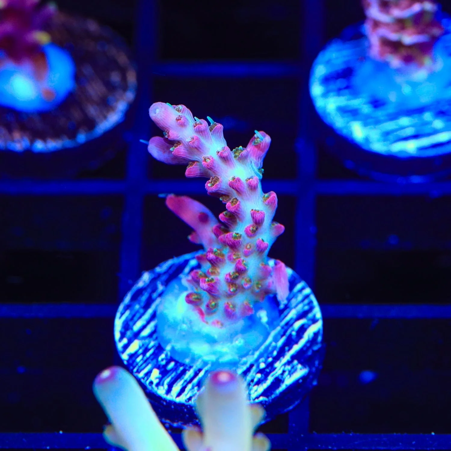 TSA Victoria Secret Acropora Coral - Image 4