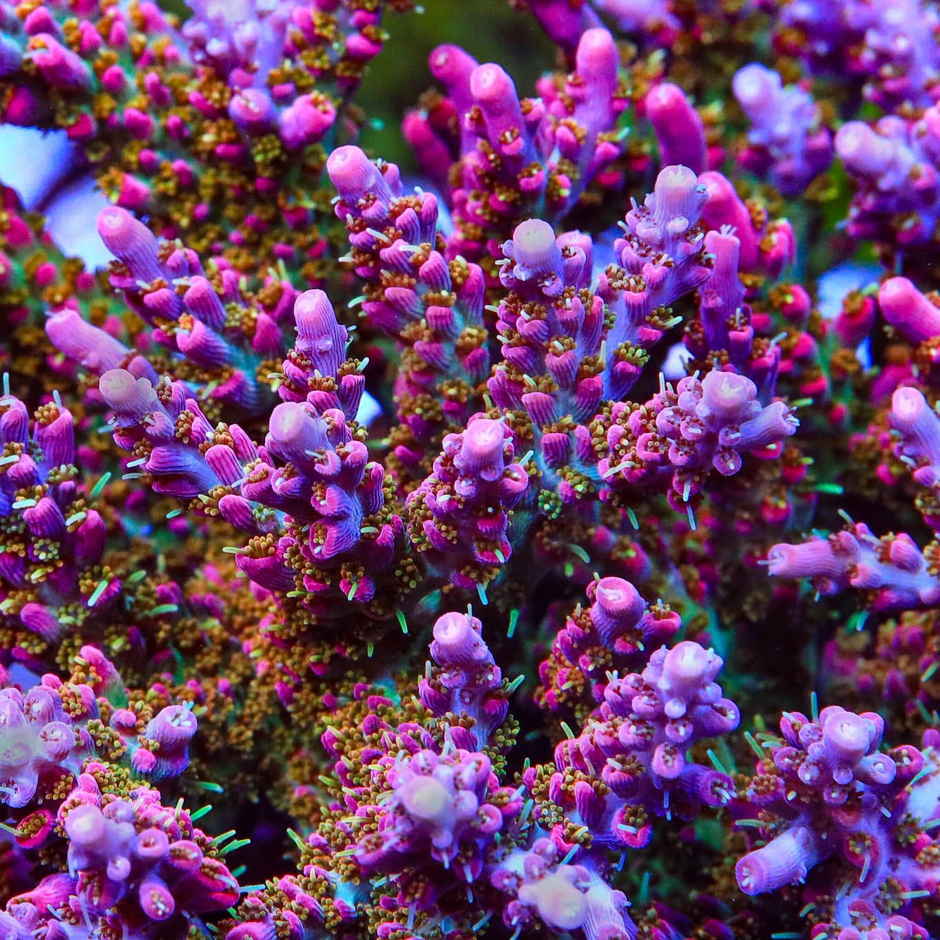 TSA Victoria Secret Acropora Coral - Image 5