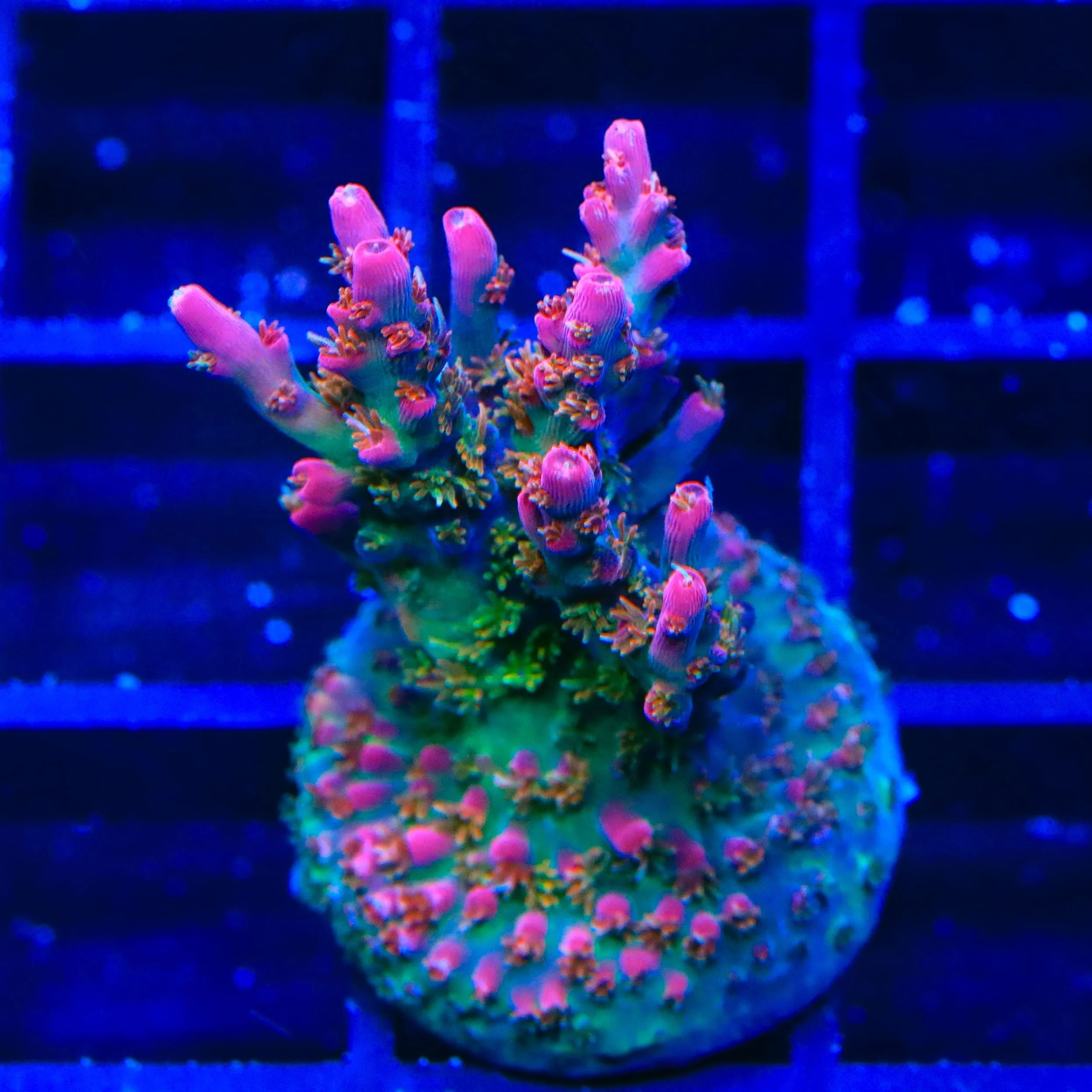 TSA Victoria Secret Acropora XL Frag Coral