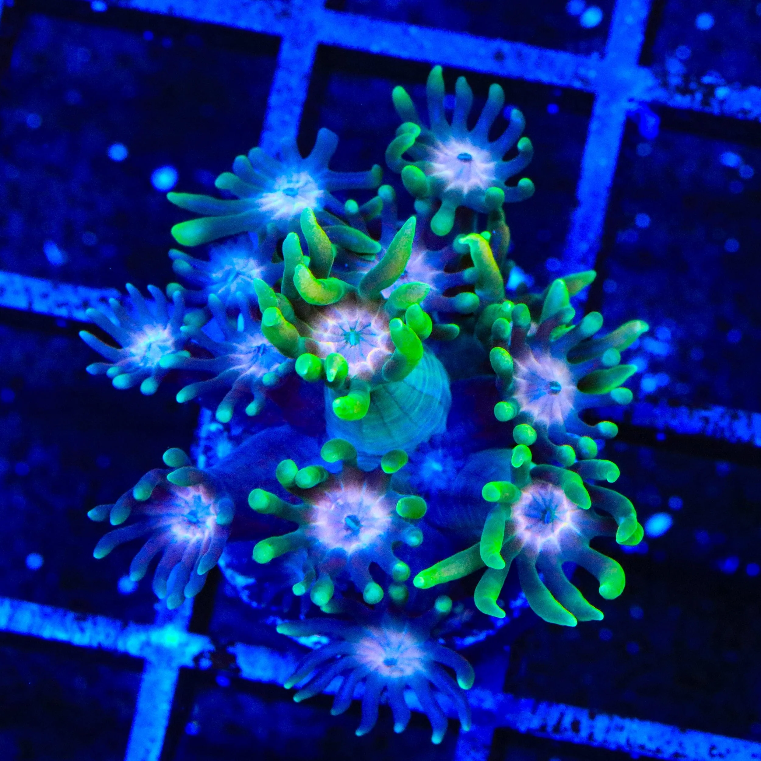 TSA Watermelon Punch Goniopora Coral - Image 2