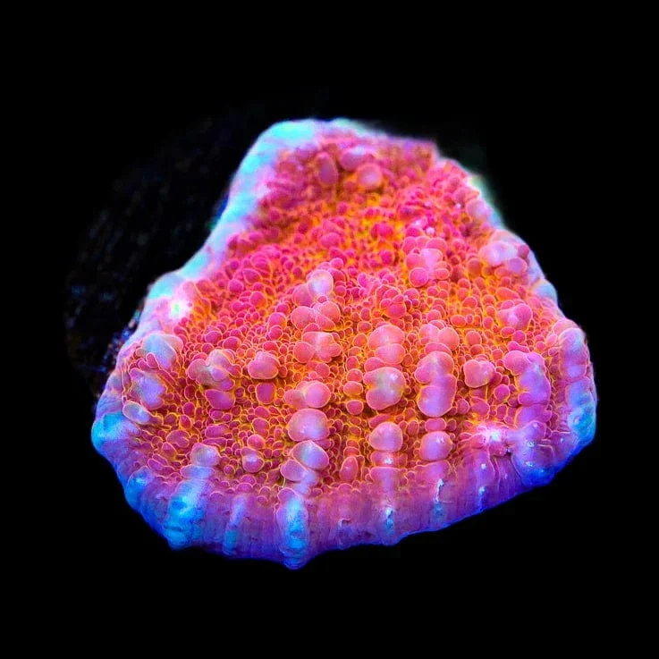 TSA Wildfire Chalice Coral - Image 2