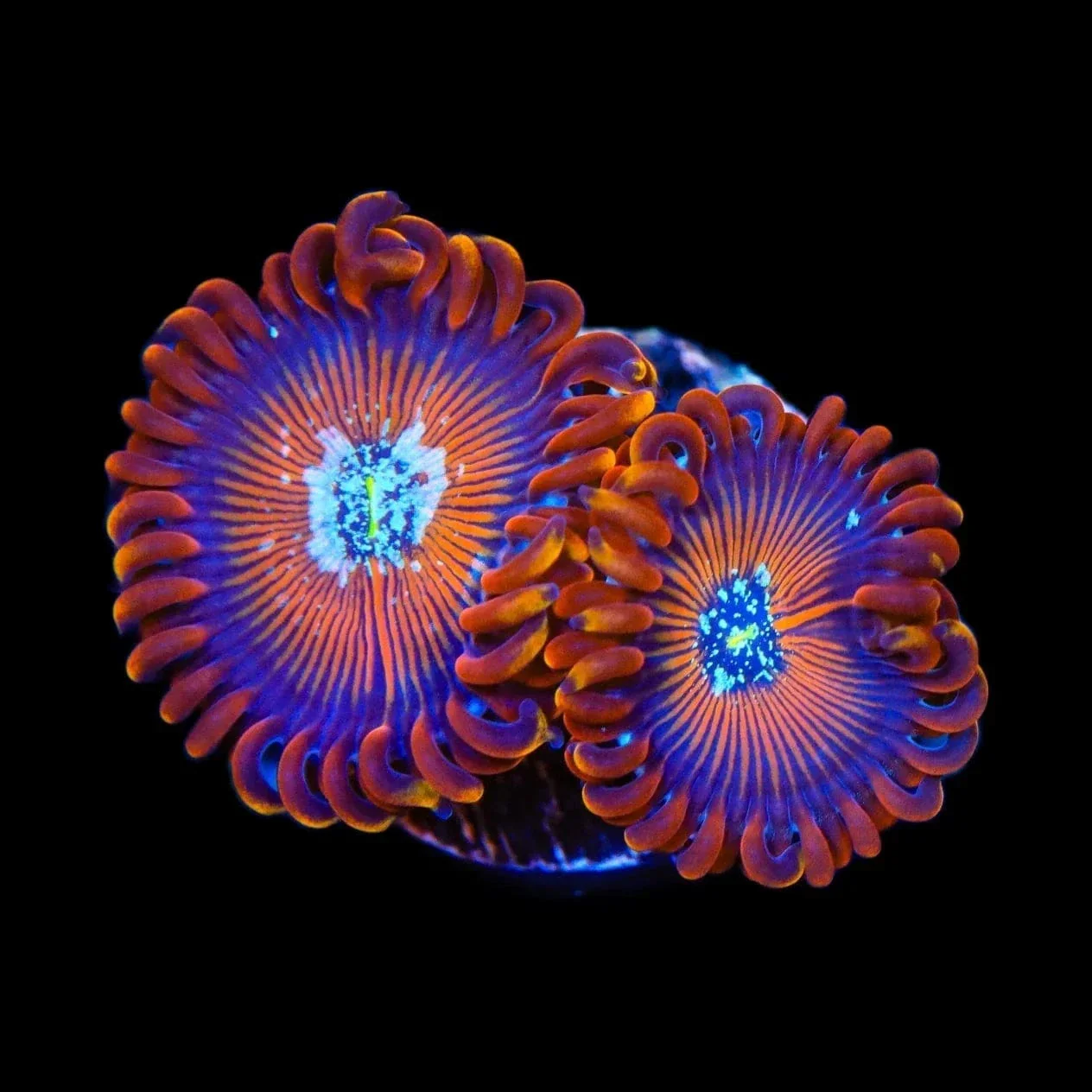 ACI Wizard Zoanthids Coral
