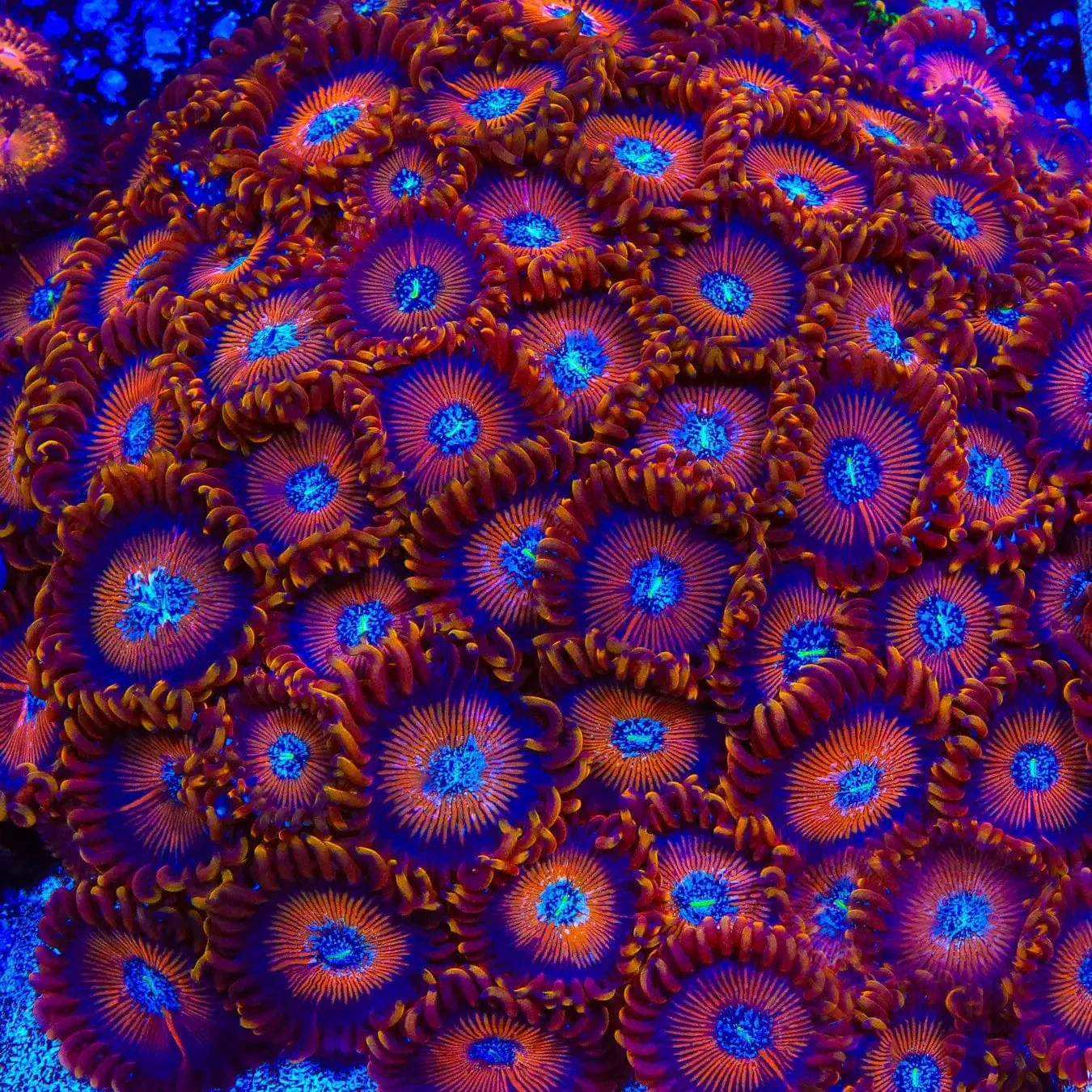 ACI Wizard Zoanthids Coral - Image 3