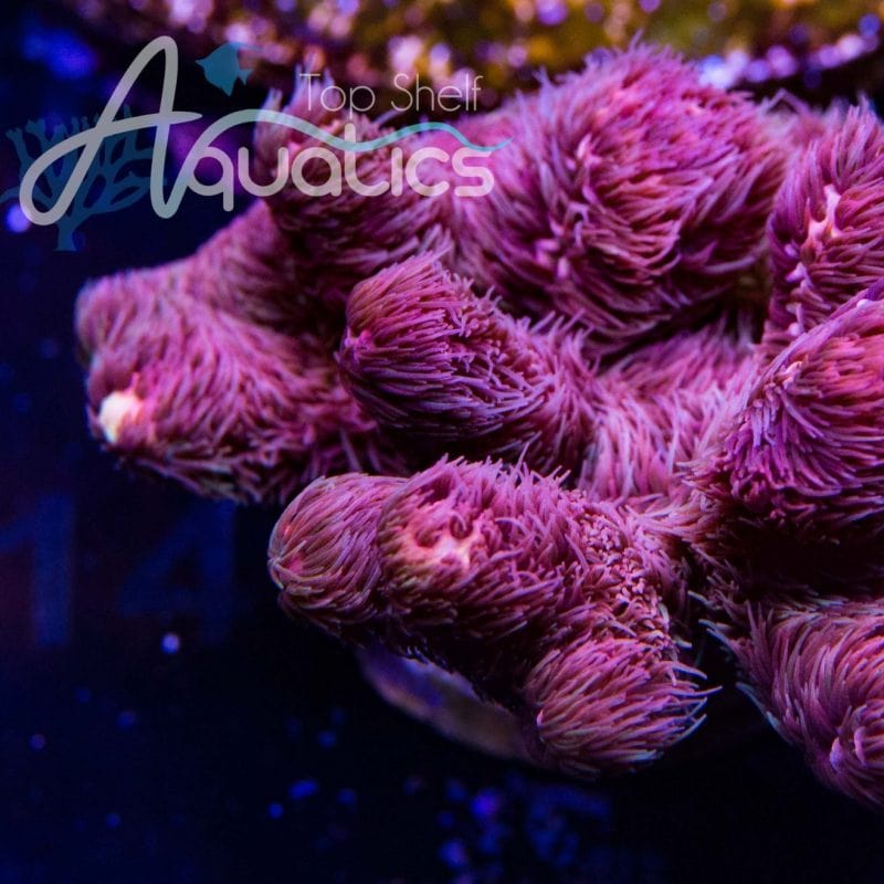 TSA Woolly Mammoth Acropora Coral - Image 2