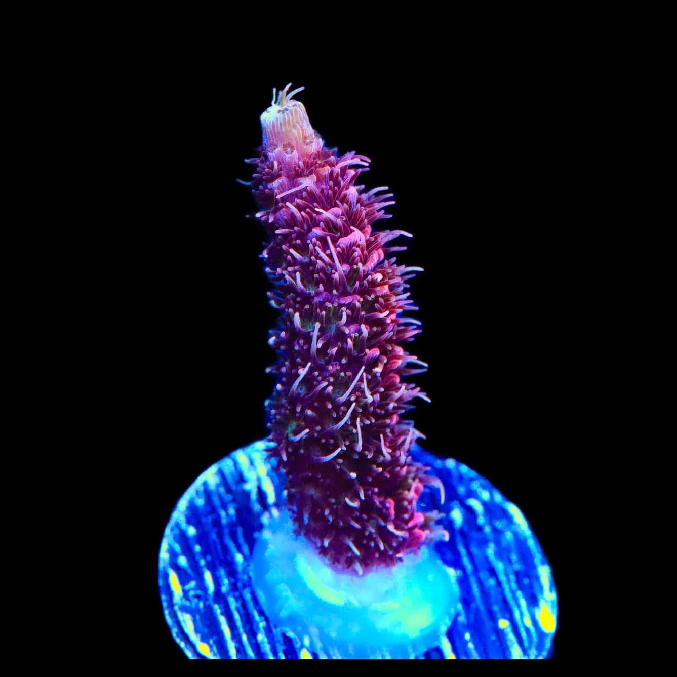 TSA Woolly Mammoth Acropora Coral - Image 2