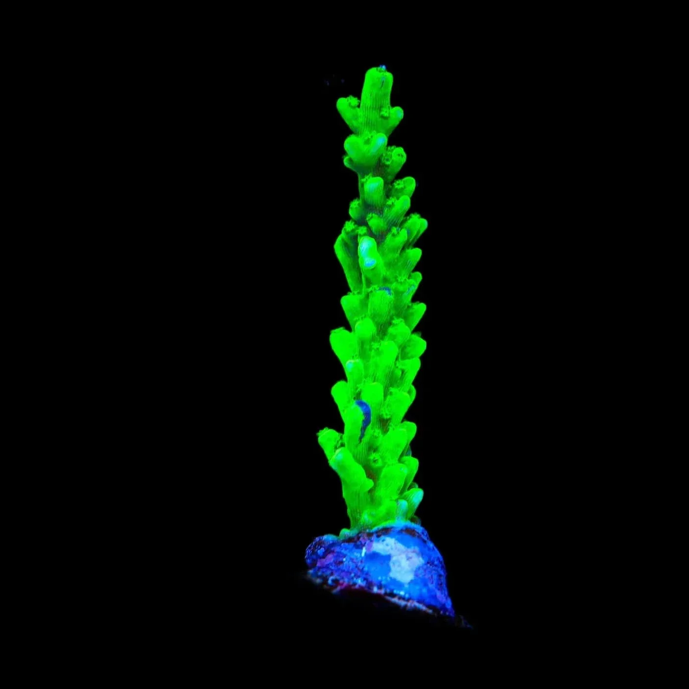 TSA Yoda Acropora Coral - Image 2