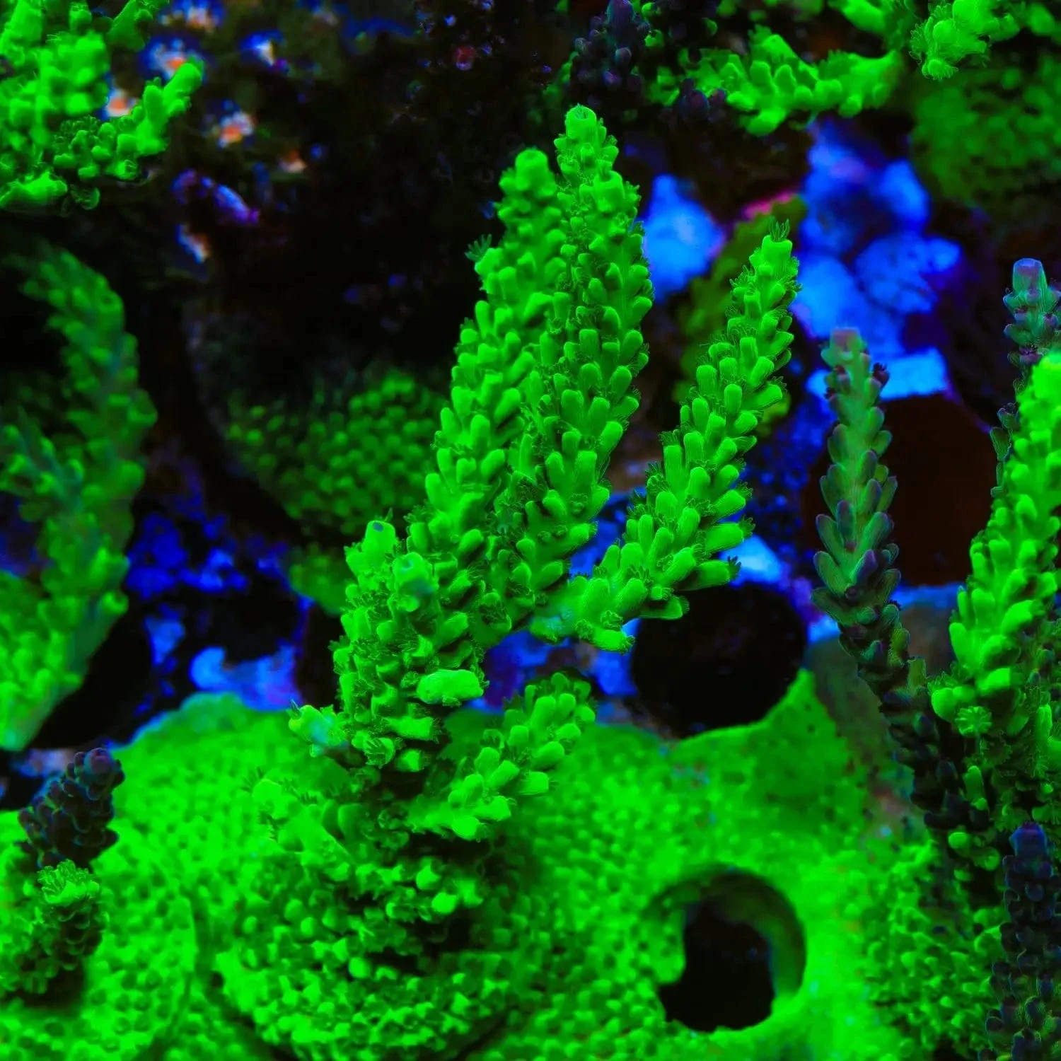 TSA Yoda Acropora Coral - Image 3