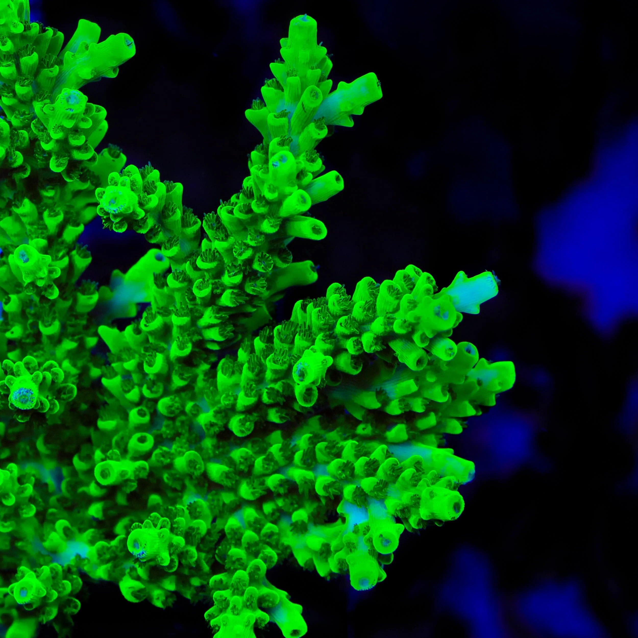 TSA Yoda Acropora XL Frag Coral - Image 2