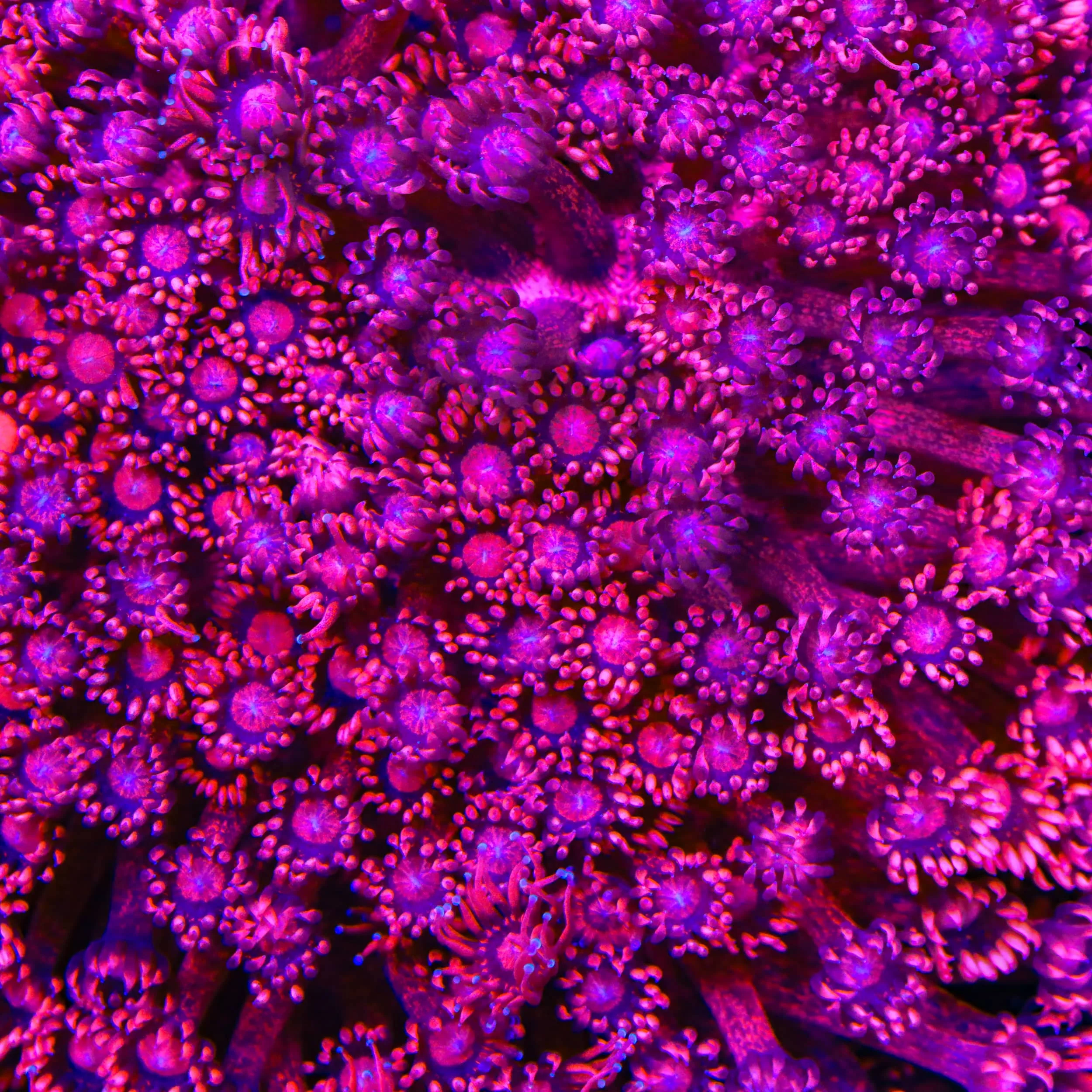 TSA Zesty Goniopora Coral - Image 2