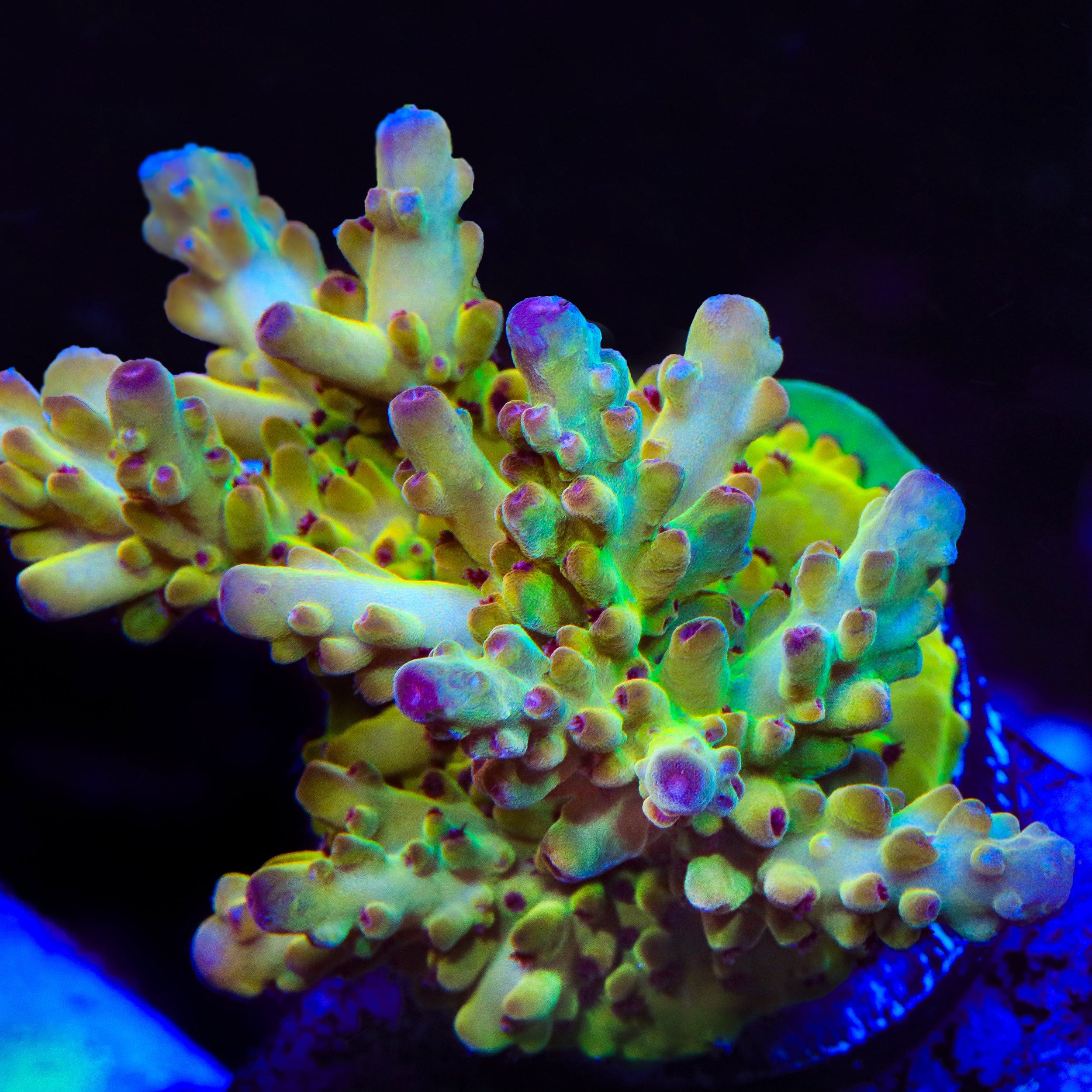 Tusi's Rainbow Granulosa Acropora Coral - Image 3