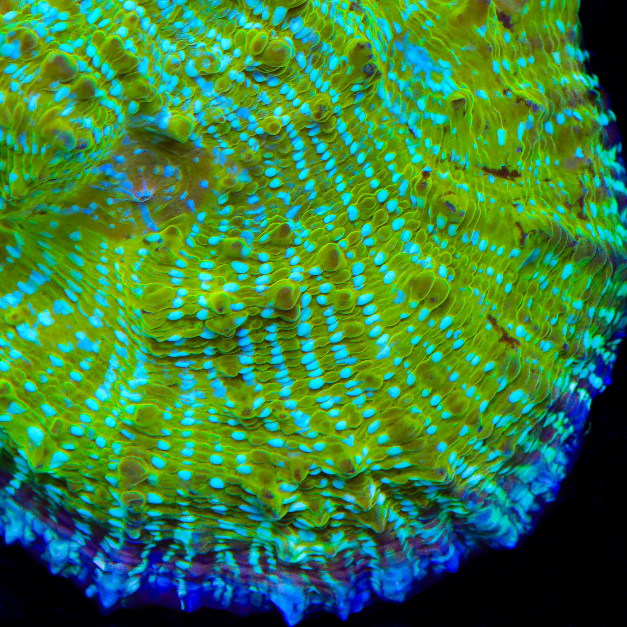TSA Kriss Kross Chalice Coral - Image 2