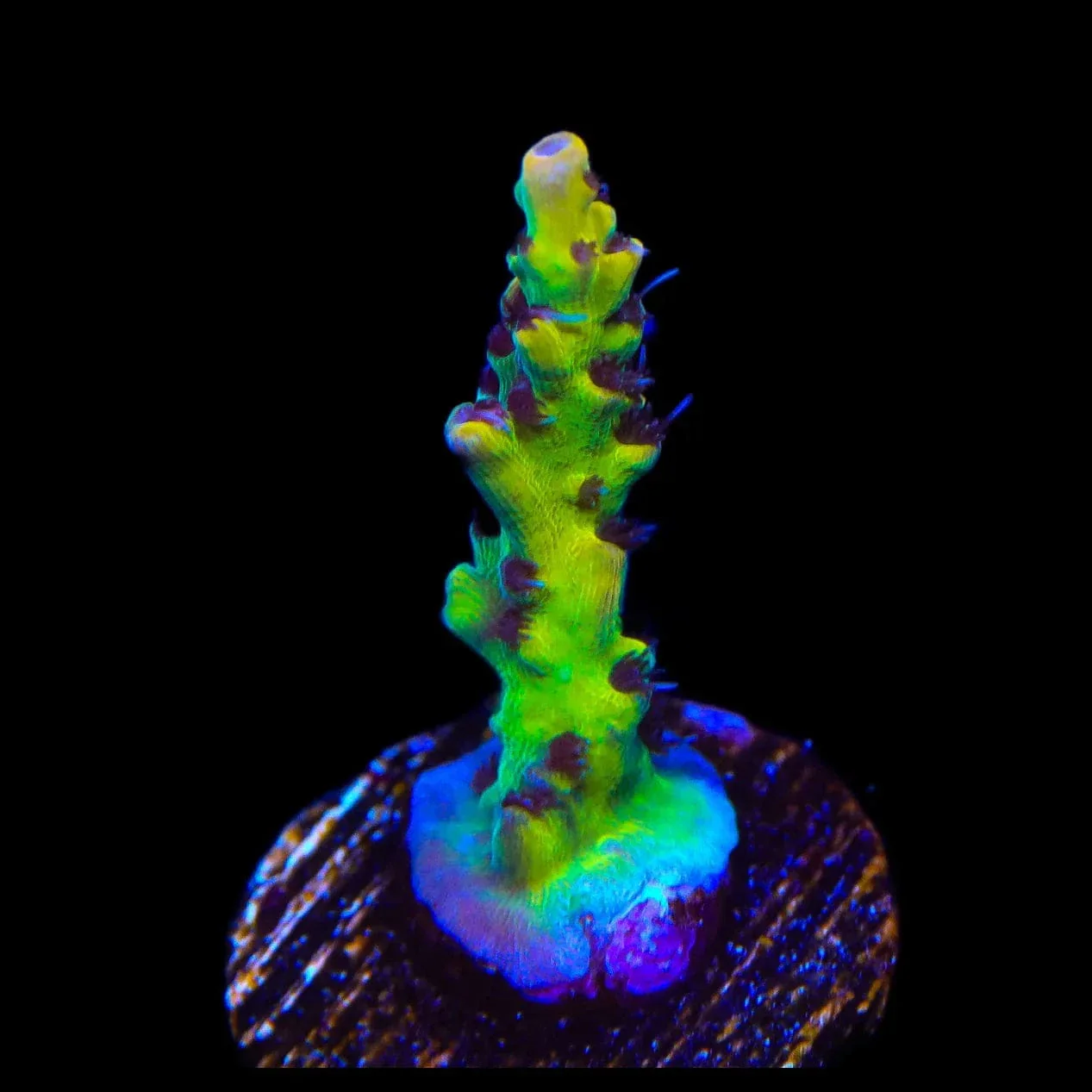 Tyree Pink Lemonade Acropora Coral - Image 2