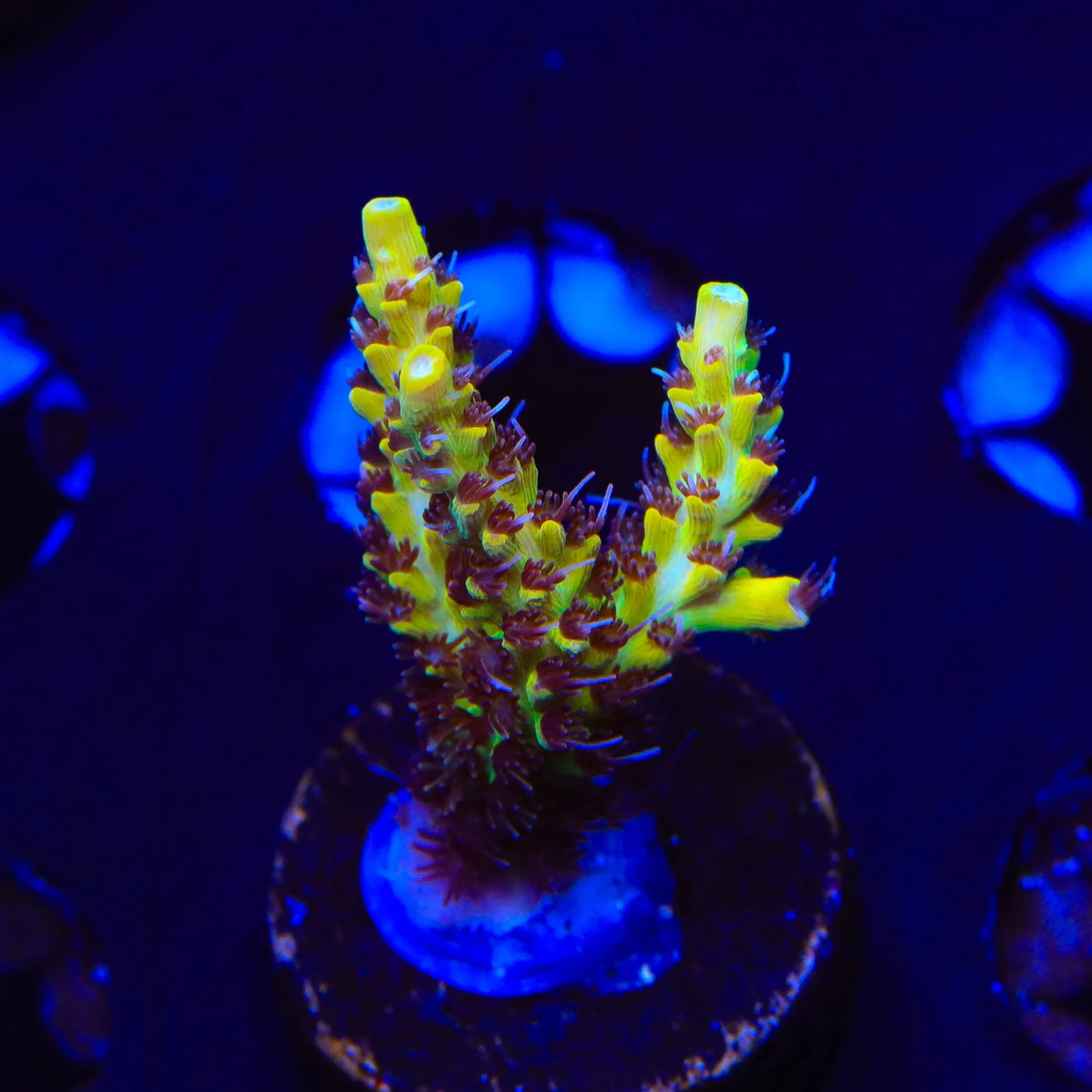 Tyree Pink Lemonade Acropora XL Frag Coral - Image 2