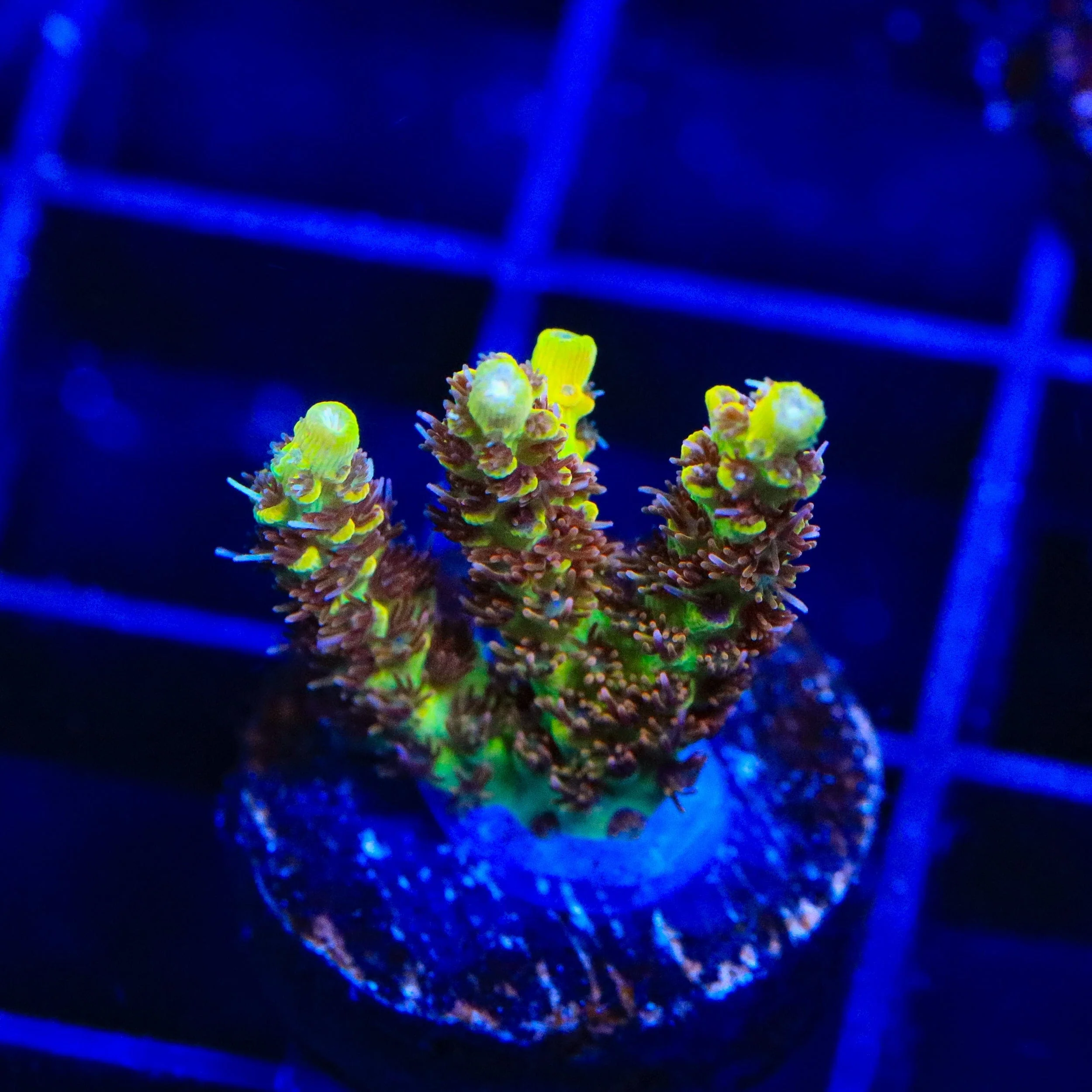 Tyree Pink Lemonade Acropora XL Frag Coral - Image 3
