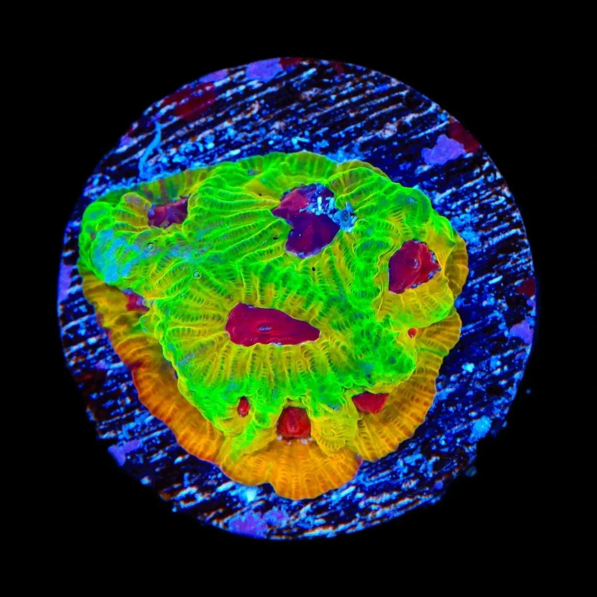 UC Fascination Favia Coral - Image 2