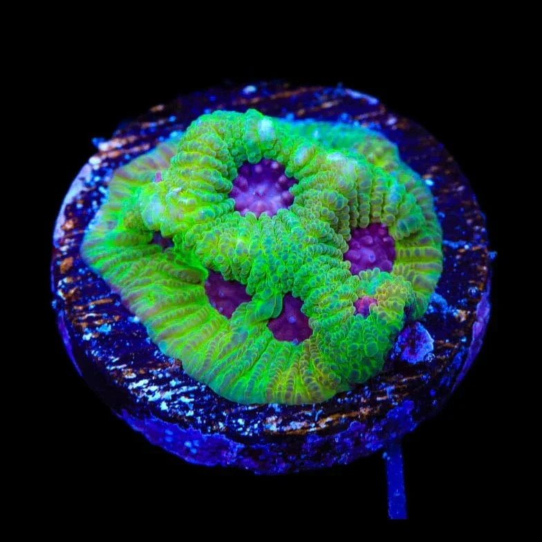 UC Fascination Favia Coral - Image 3