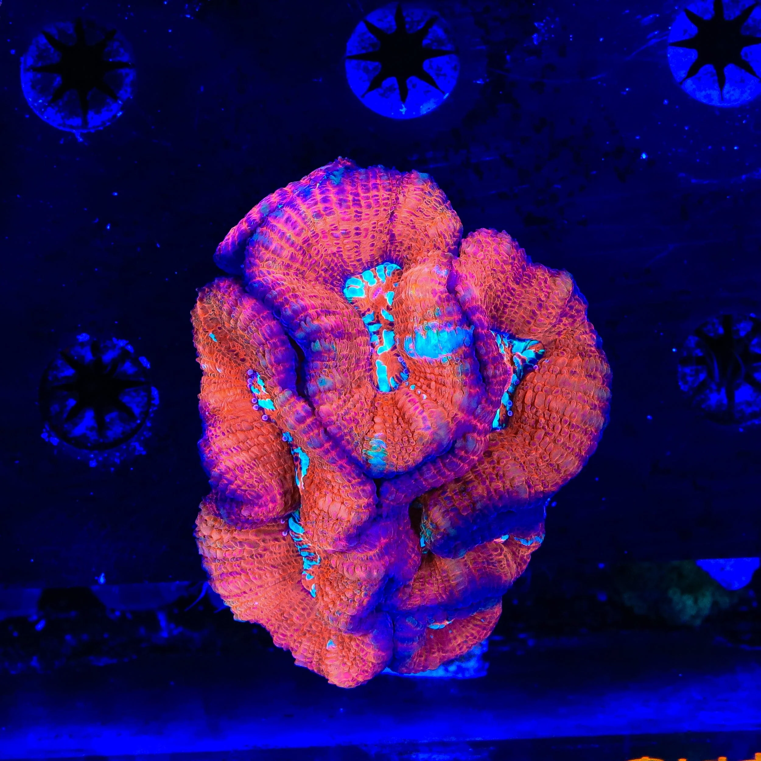 Ultra Acan Colony Coral - Image 2