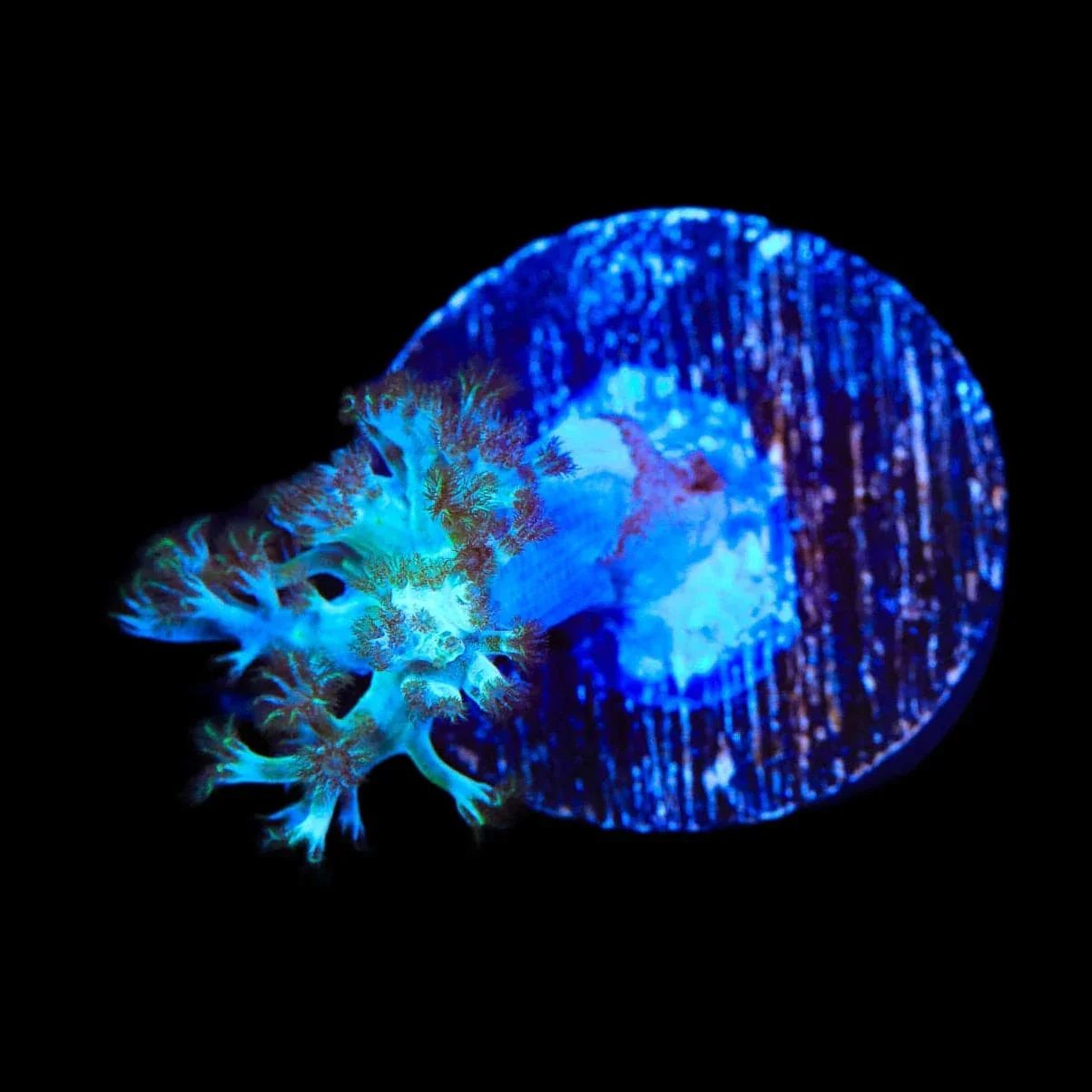Ultra Kenya Tree Coral - Image 2