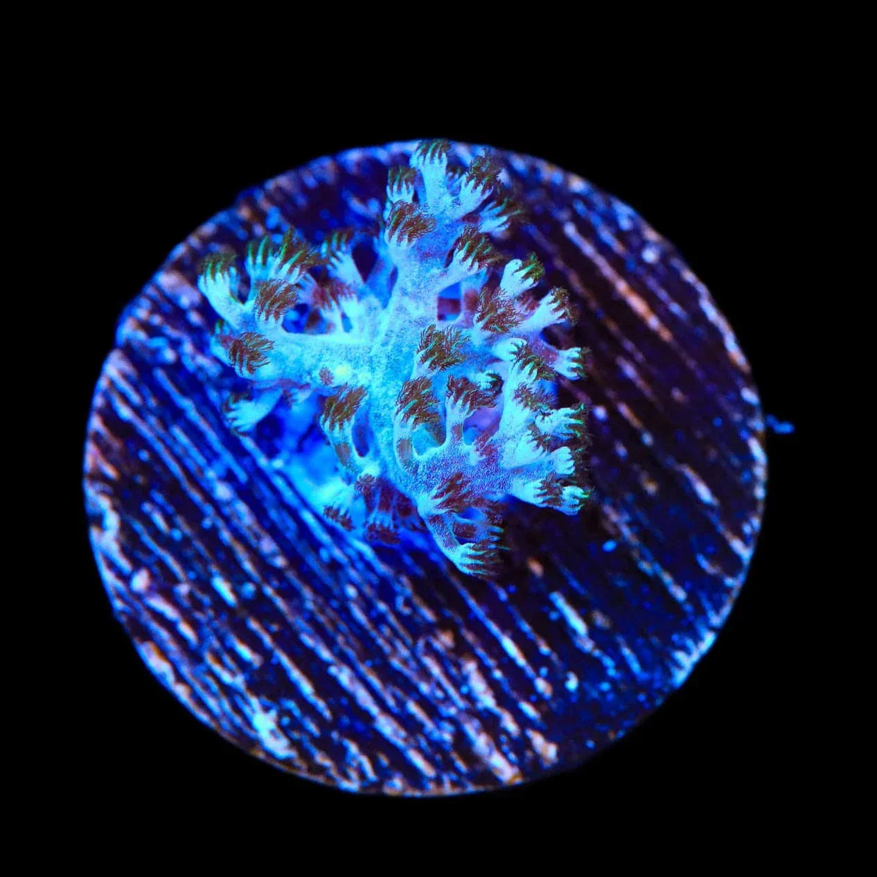 Ultra Kenya Tree Coral - Image 3