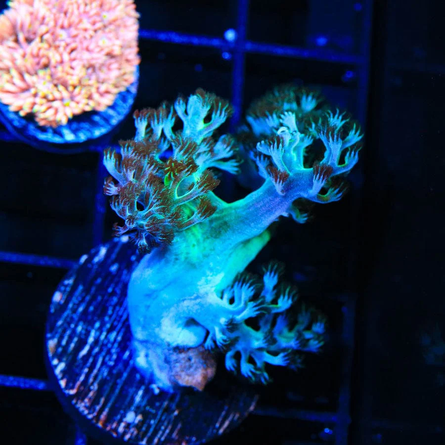 Ultra Kenya Tree Coral - Image 4