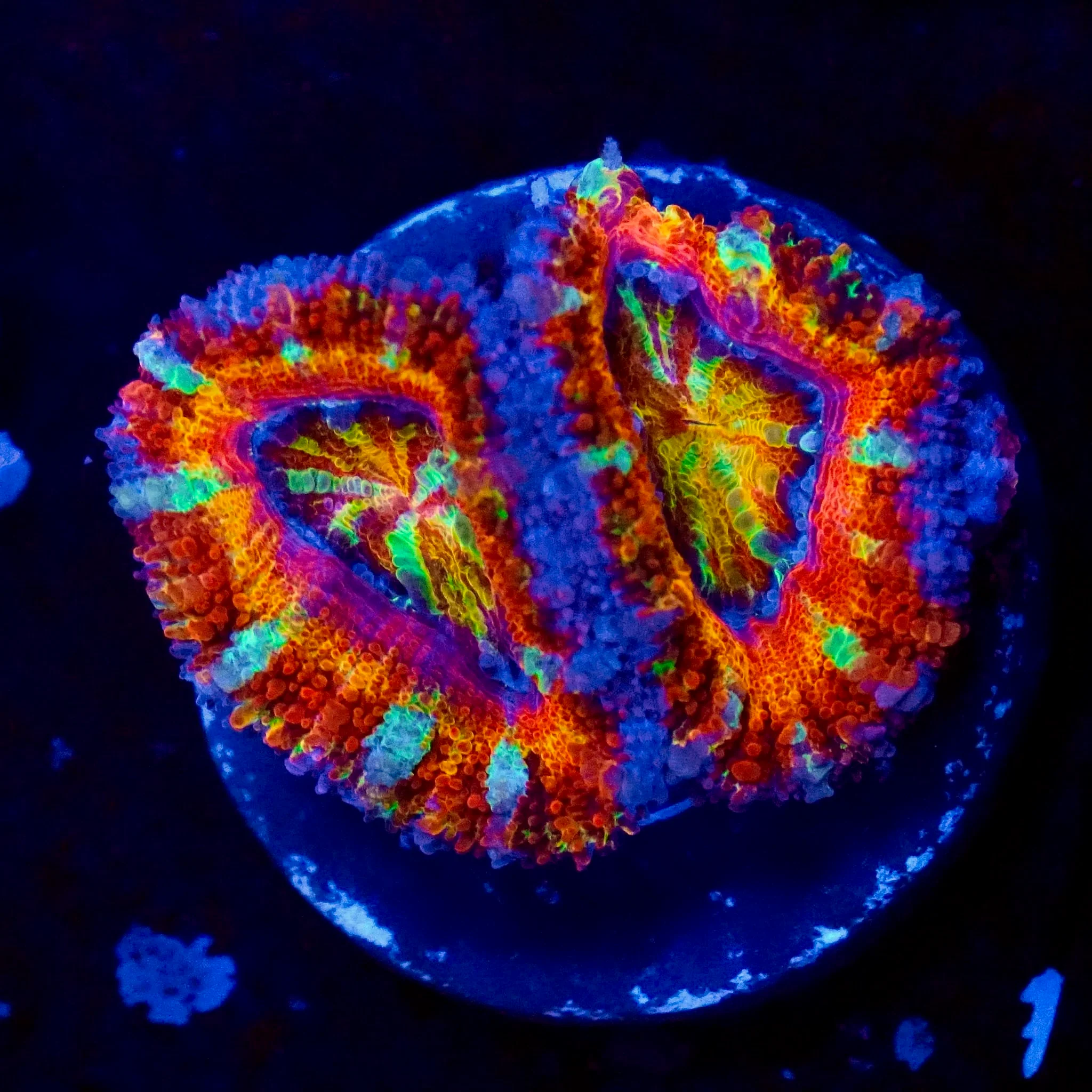 Ultra Rainbow Acan Coral