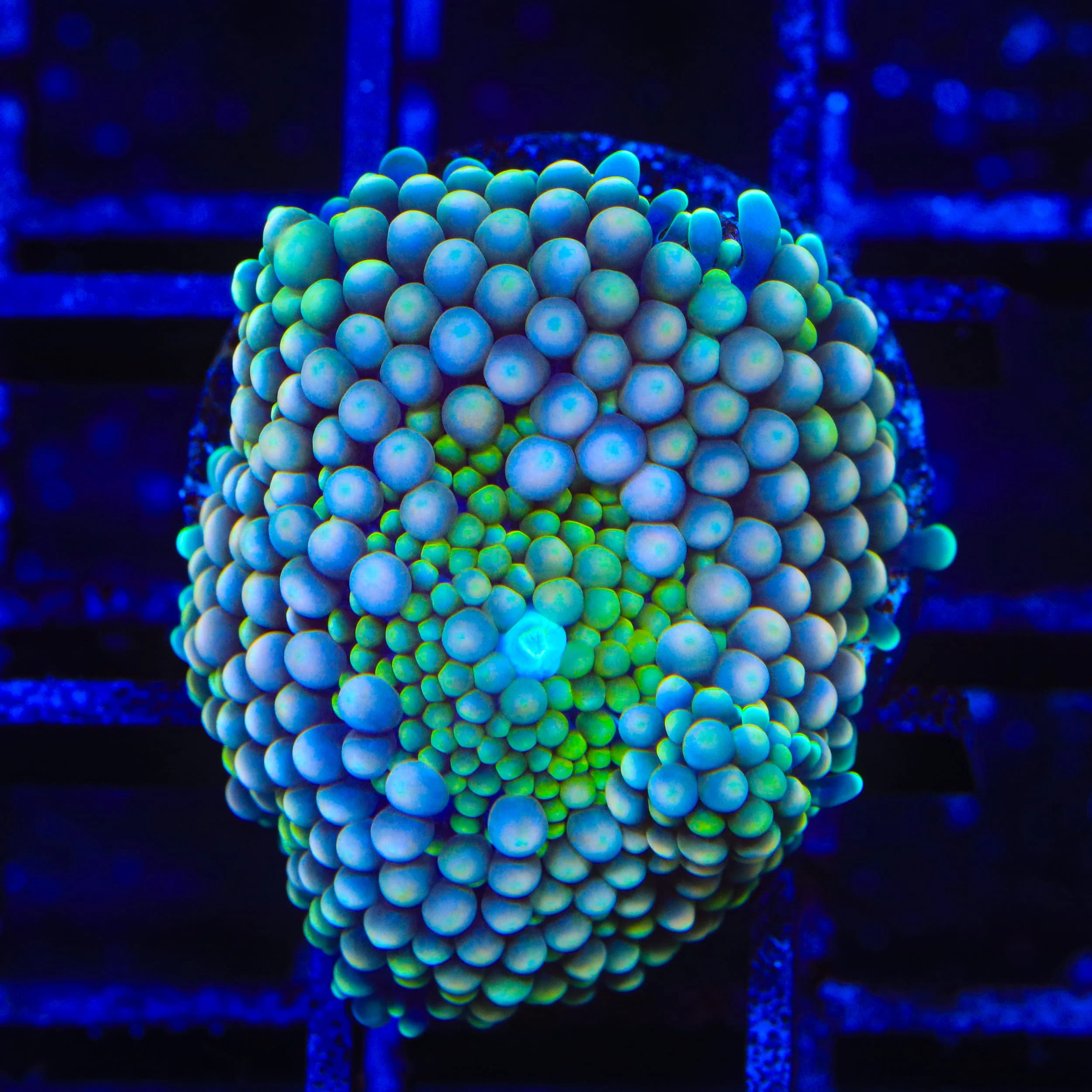 Ultra Rainbow Ricordea Coral - Image 2
