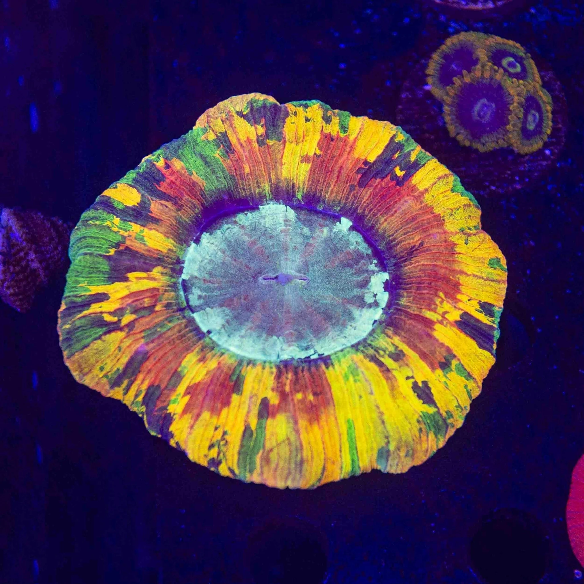 Ultra Rainbow Trachy