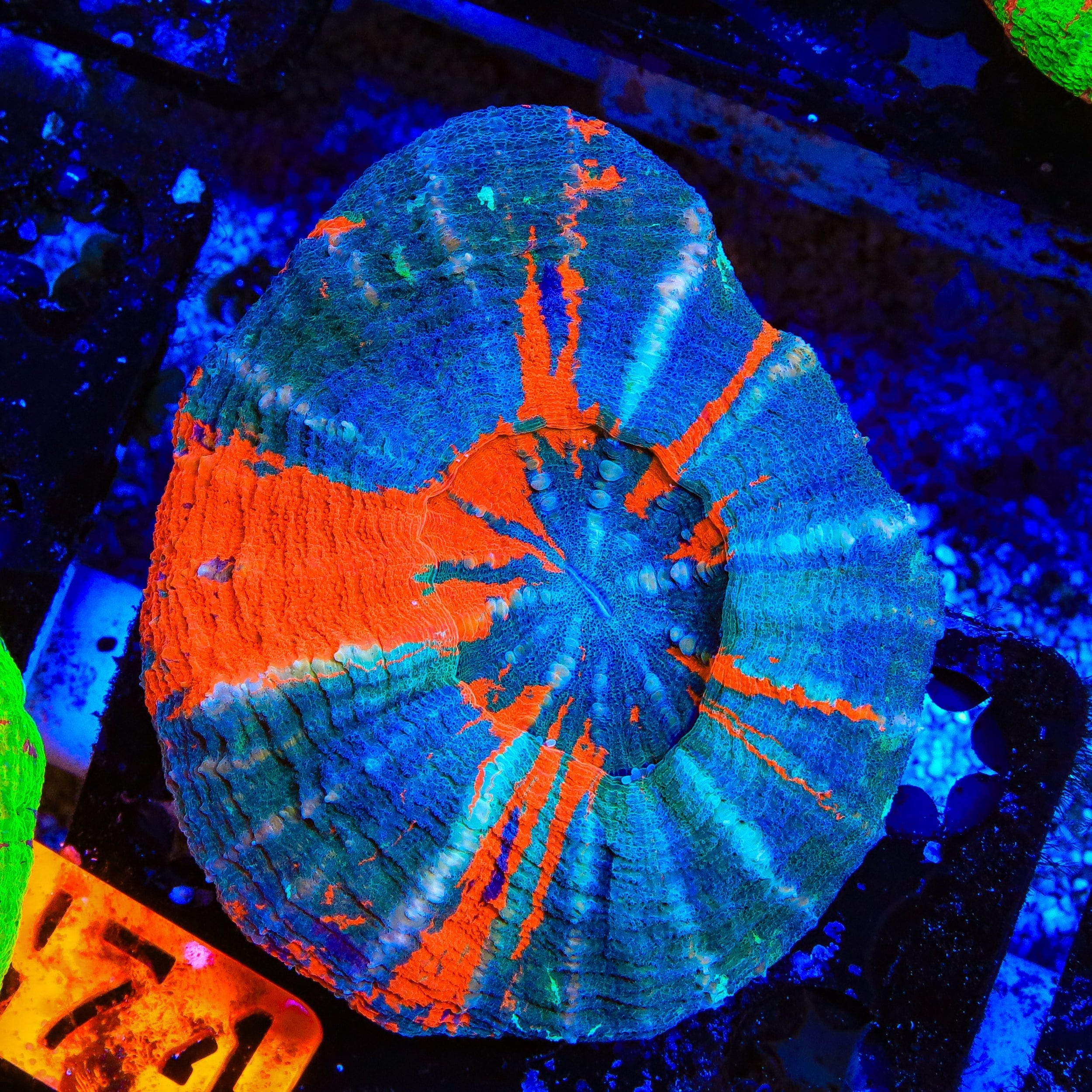 Ultra Scolymia Coral