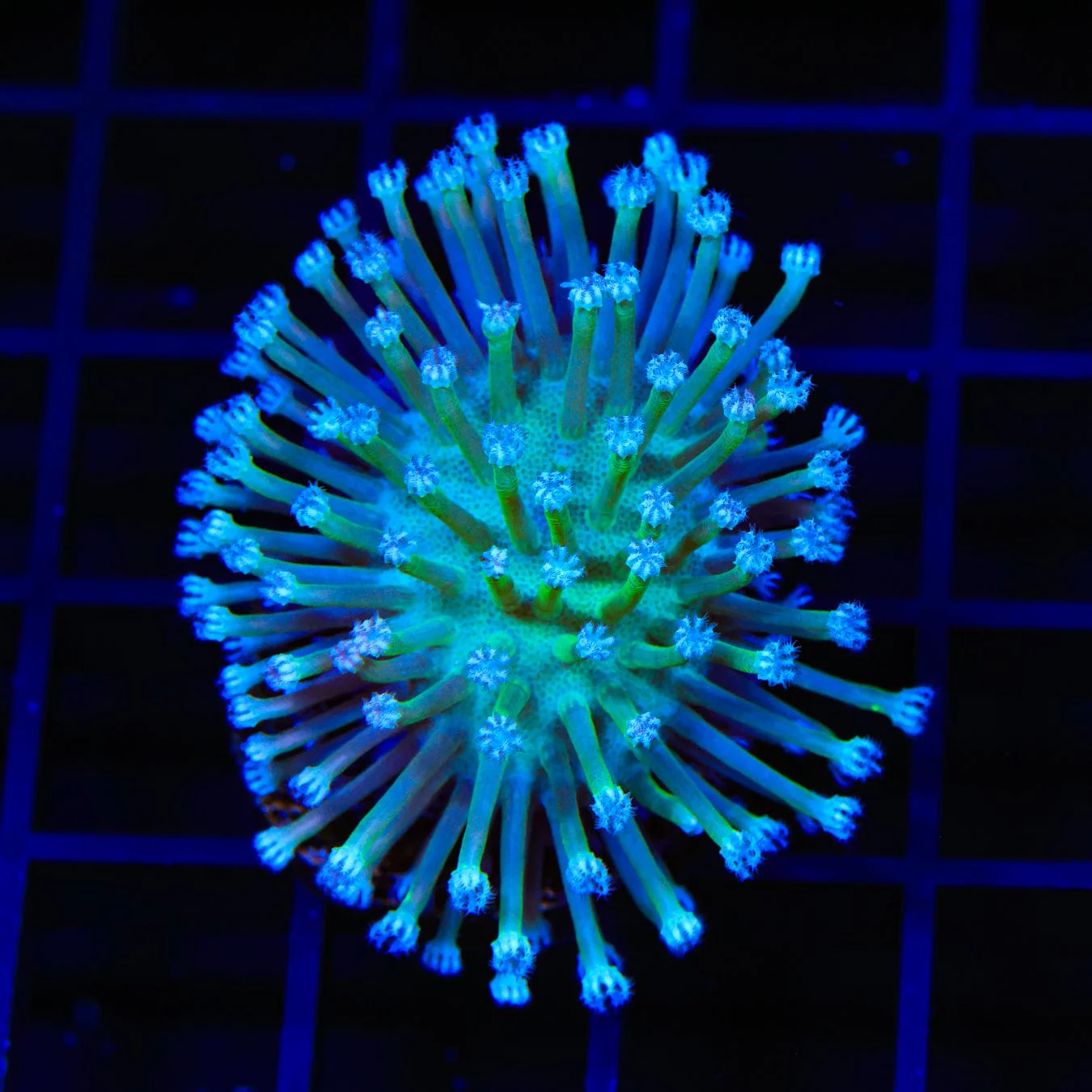 Ultra Toadstool Leather Coral - Image 2