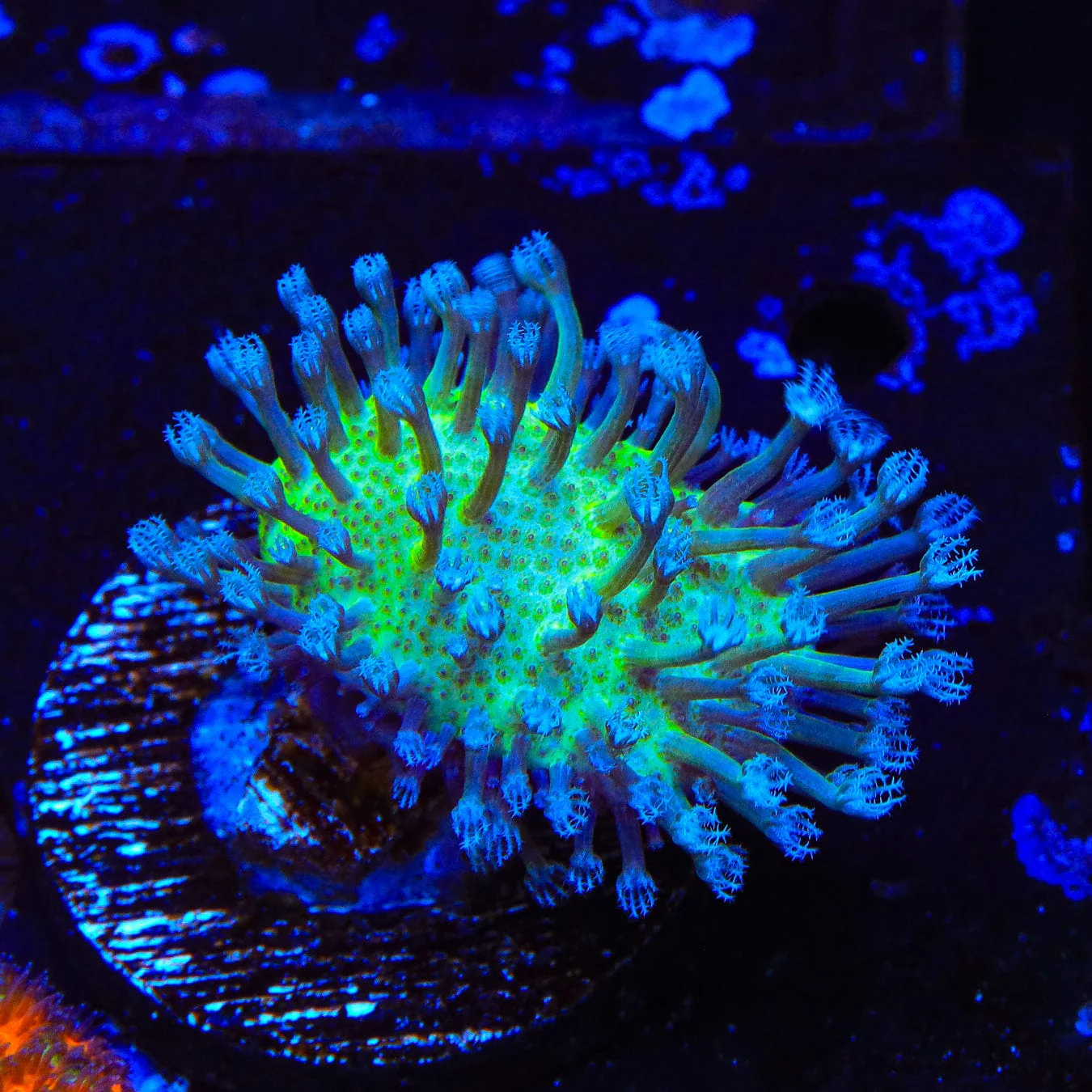 Ultra Toadstool Leather Coral - Image 3