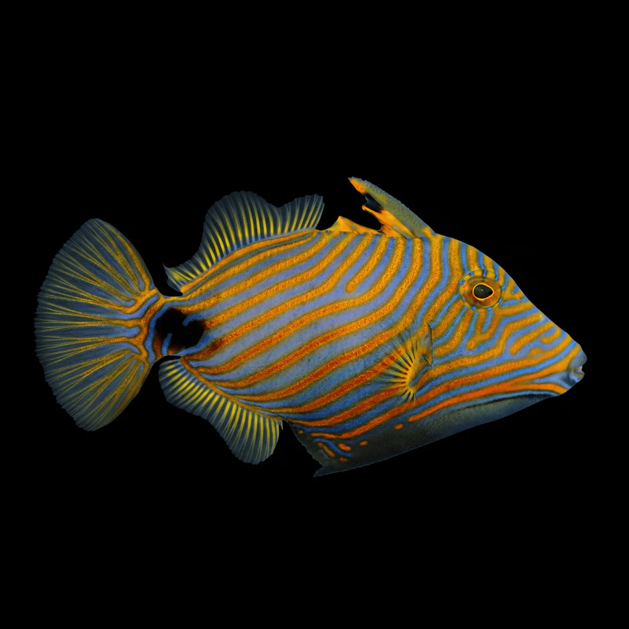 Undulate Triggerfish - Balistapus undulatus