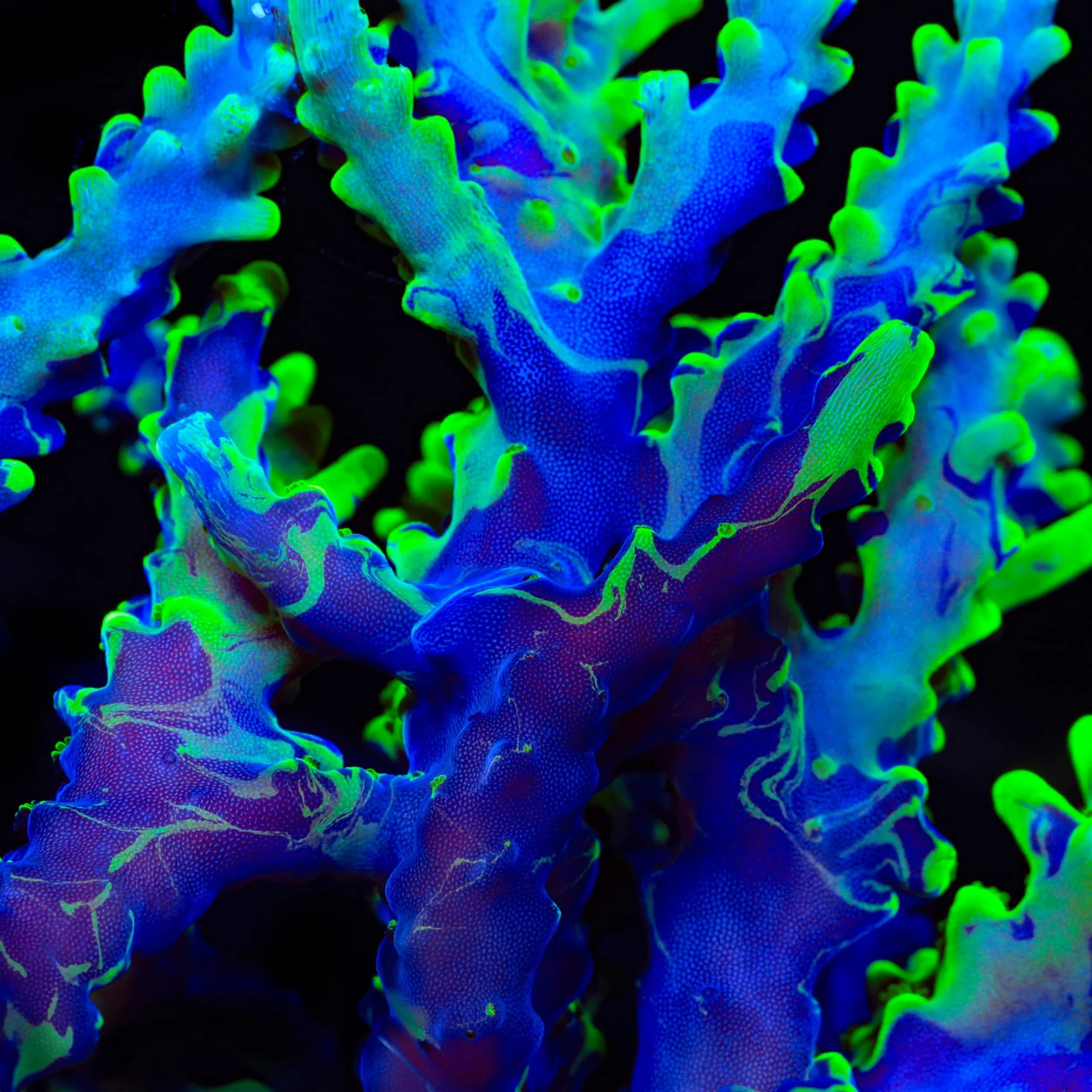 UW Oompa Loompa Splice Acropora Coral - Image 2