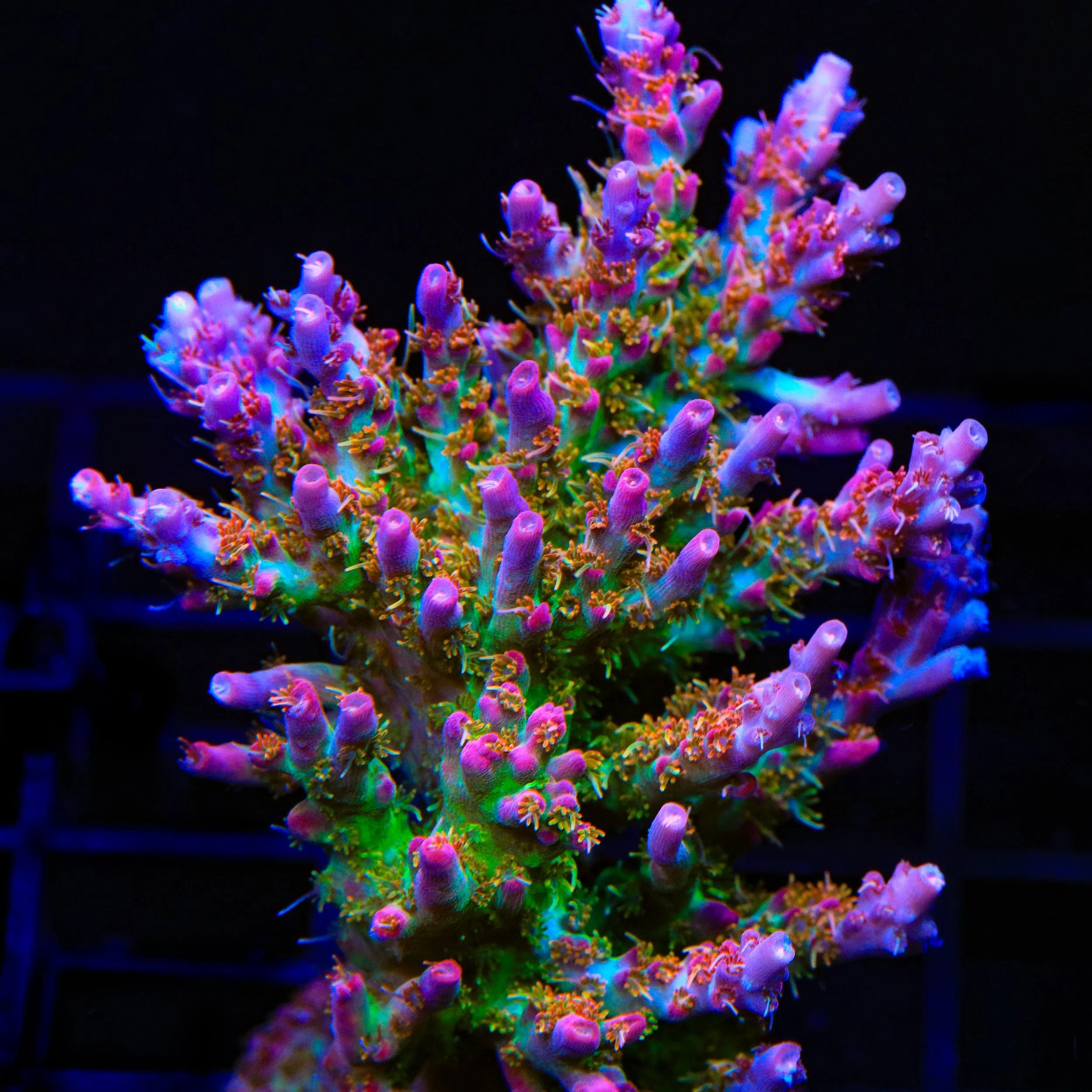 Vivid's Confetti Acropora Coral - Image 2